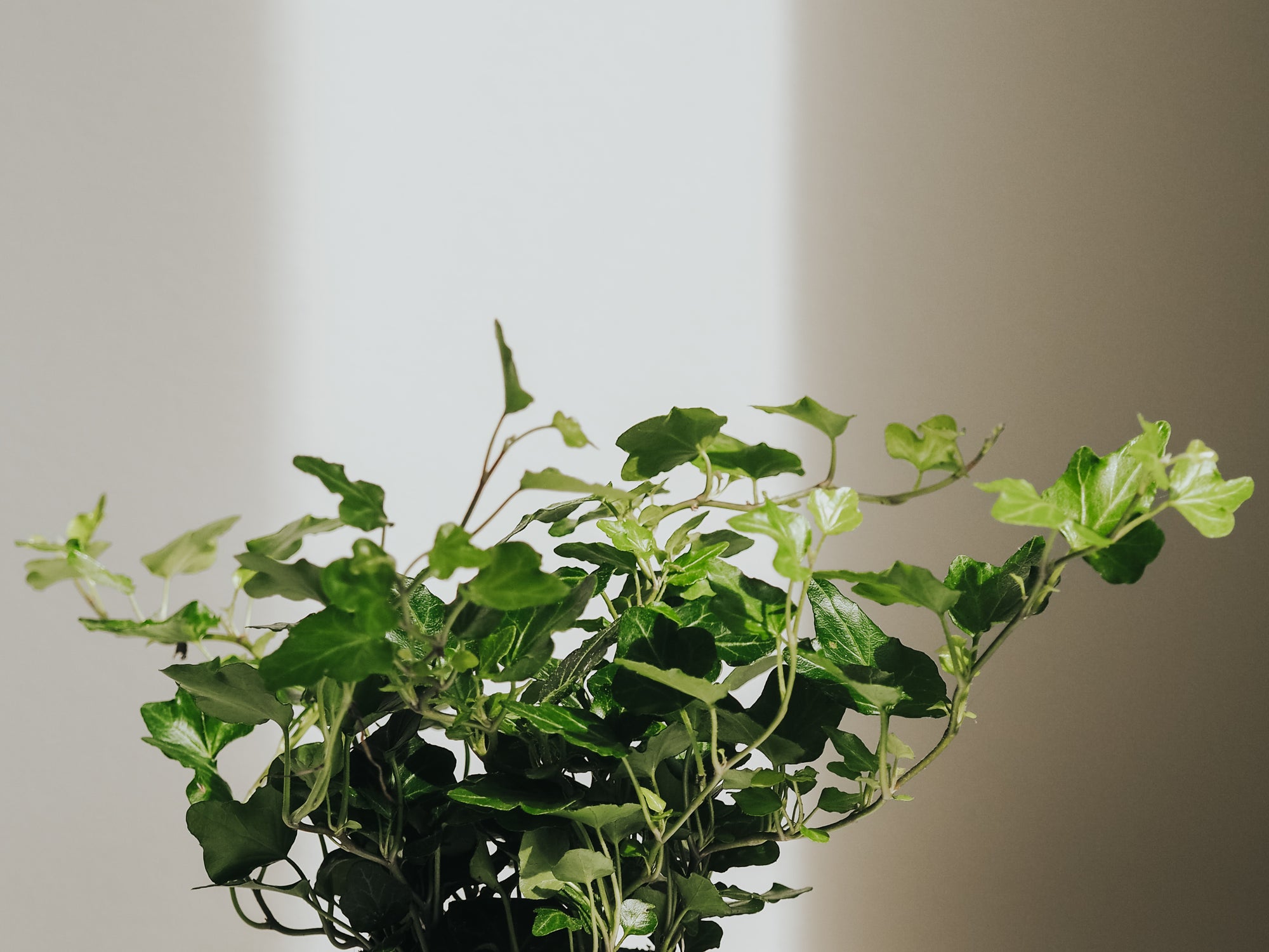 Skötselråd Murgröna - Plantredo