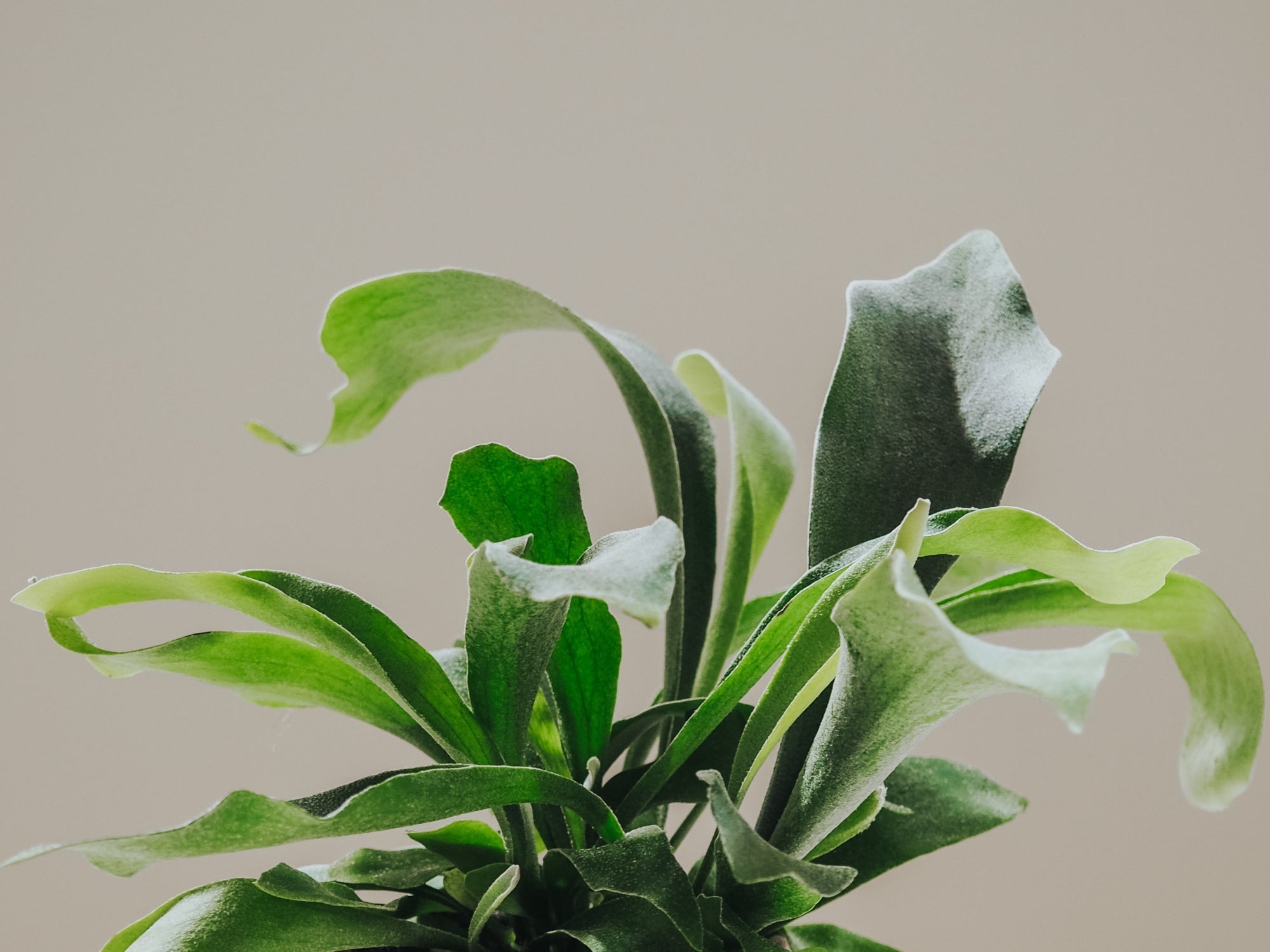 Skötselråd Älghornsbräken - Plantredo