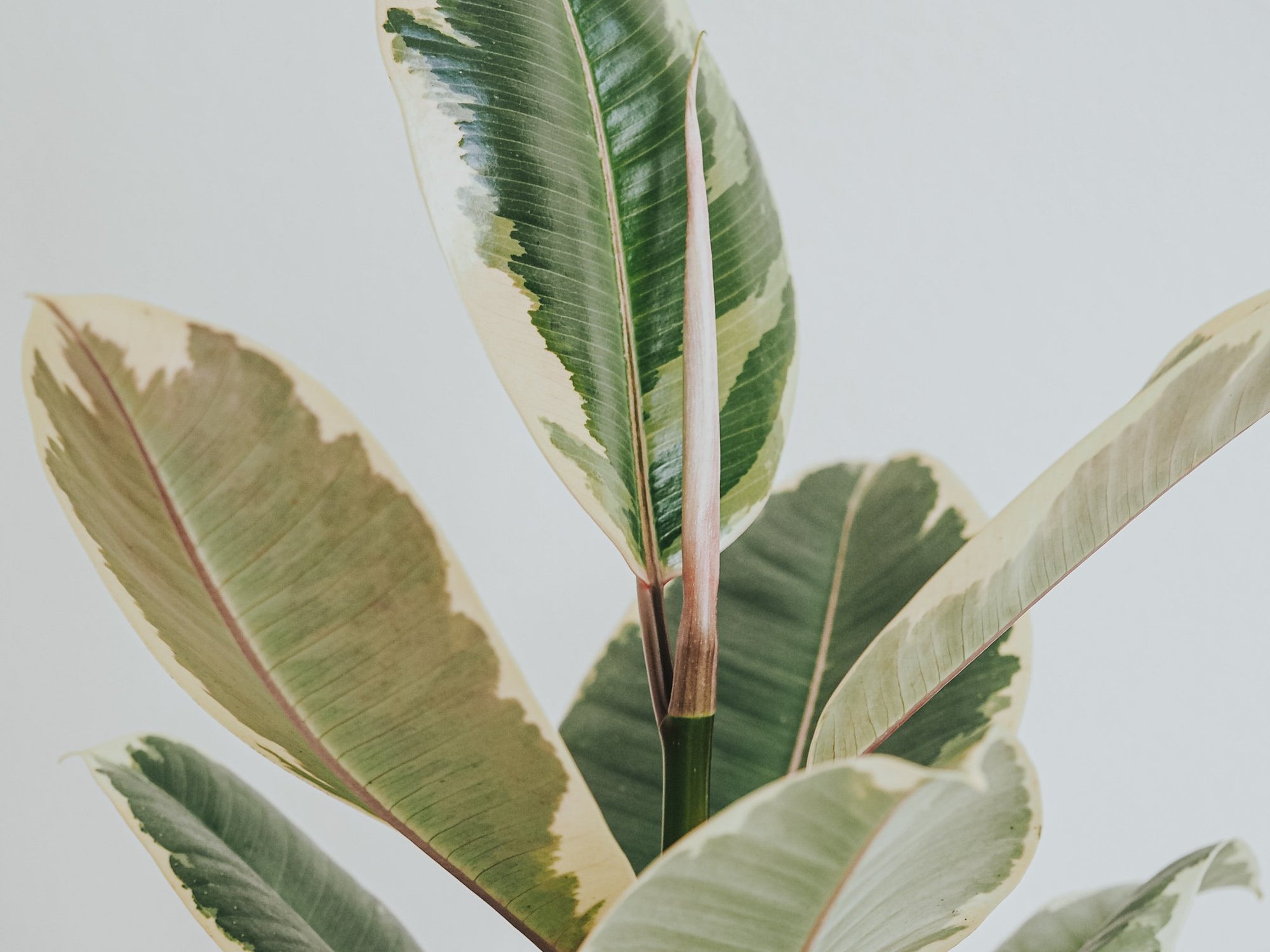 Plantbox April 2020 - Plantredo