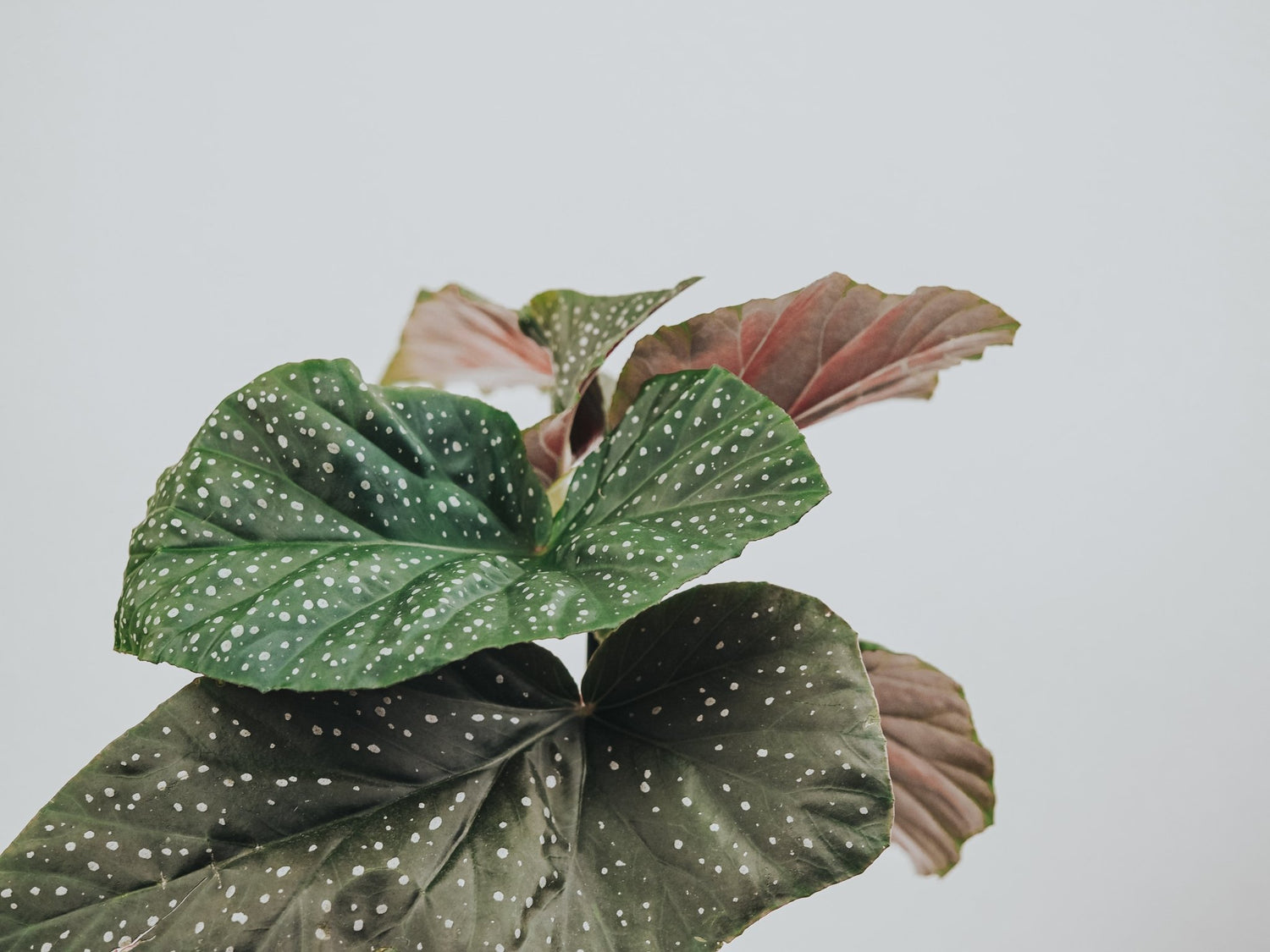 Skötselråd Begonia Svinöra - Plantredo