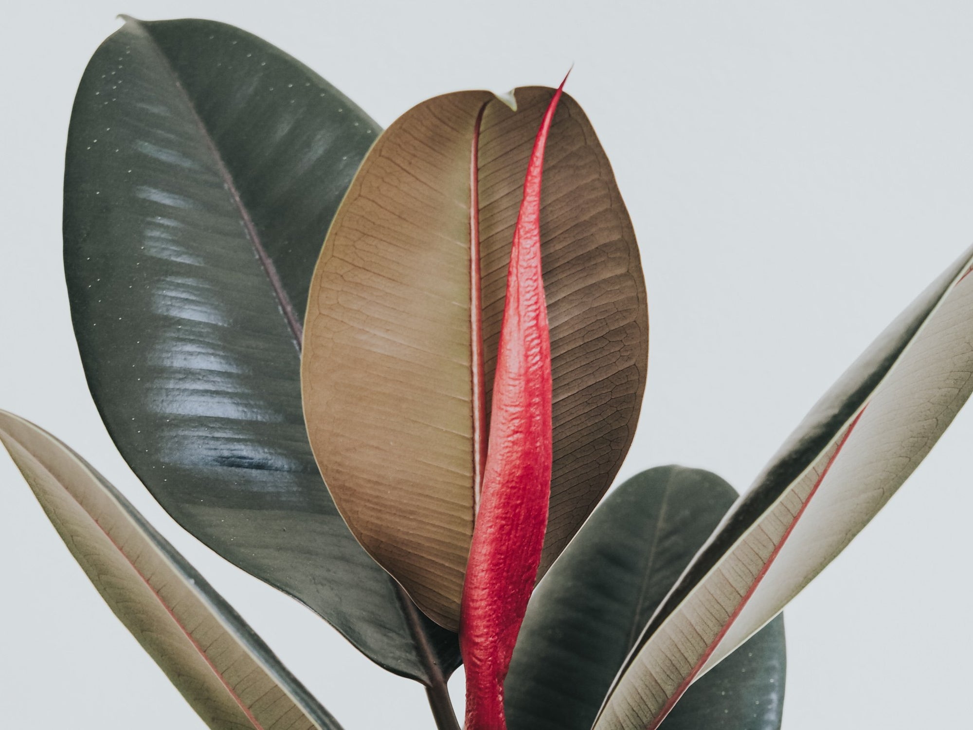 Plantbox December 2020 - Plantredo