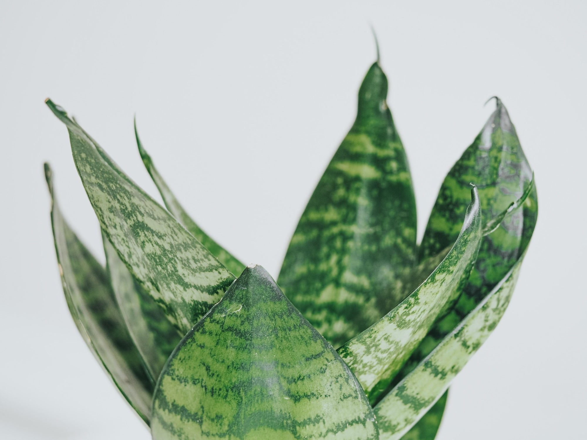 Plantbox Februari 2021 - Plantredo