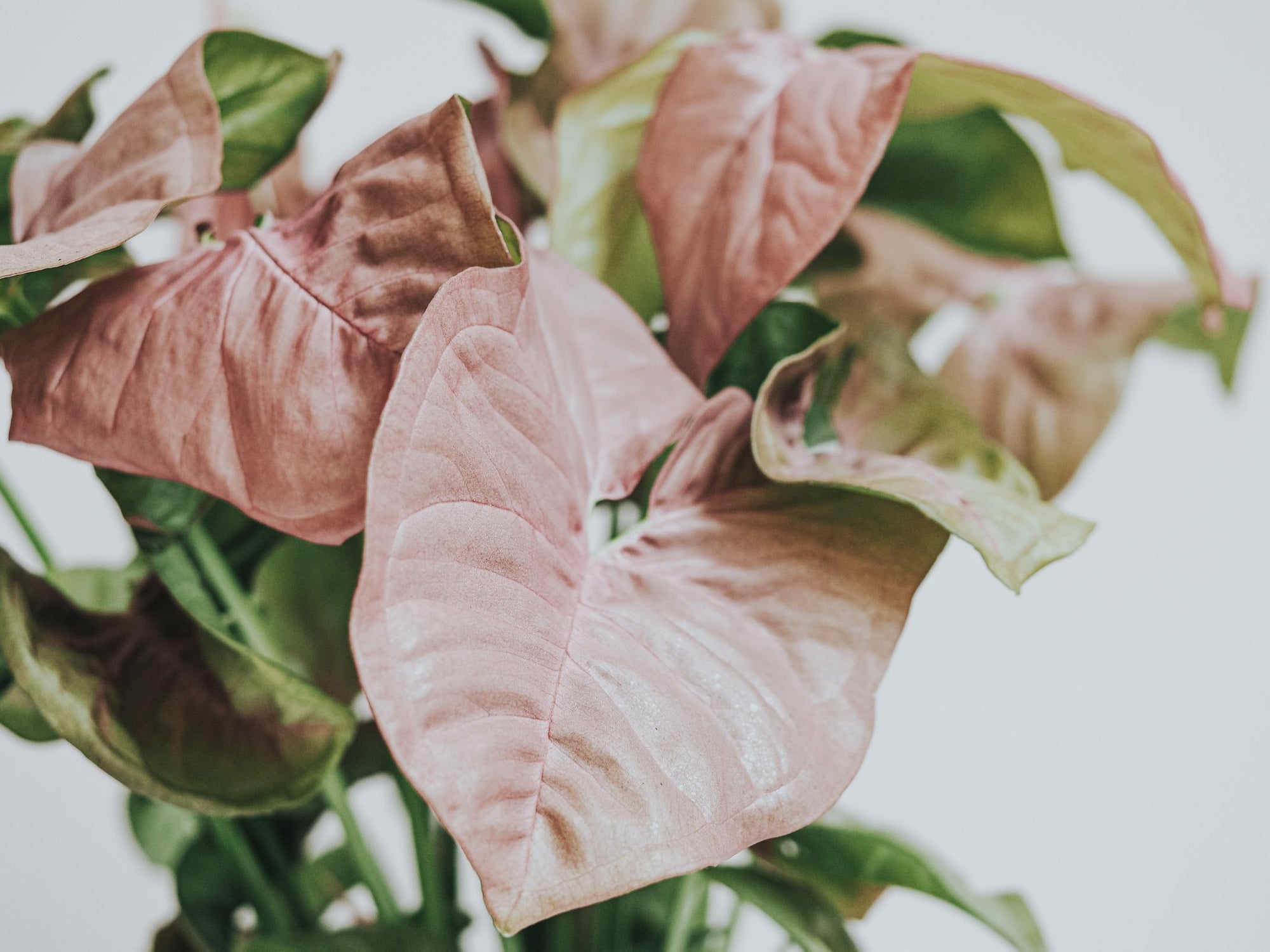 Skötselråd Syngonium - Plantredo