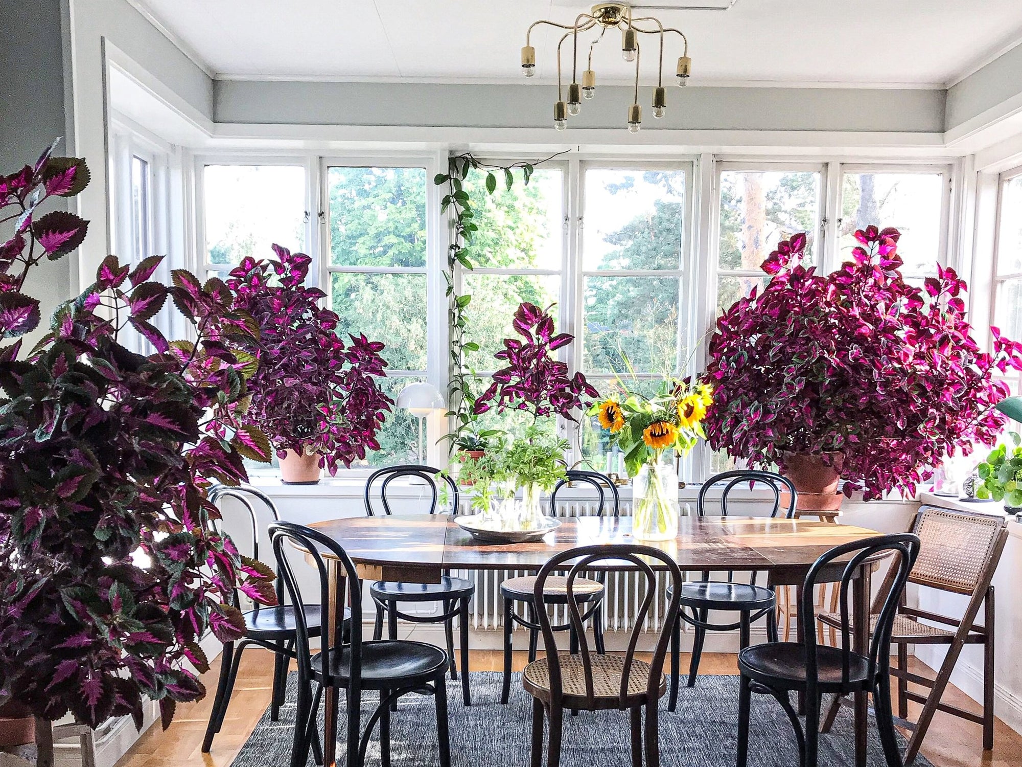 Malin's palettblad - Plantredo