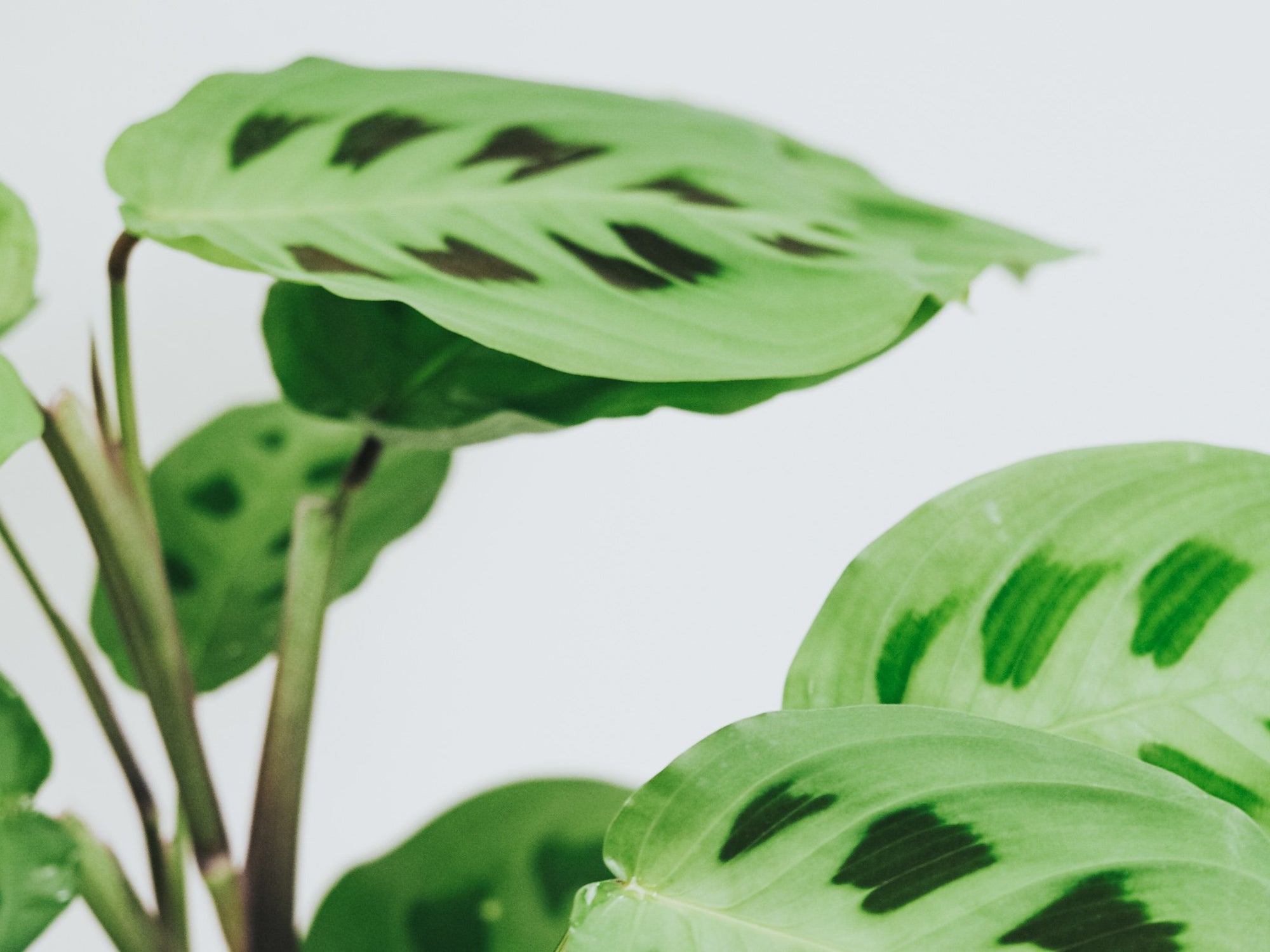 Plantbox Maj 2020 - Plantredo