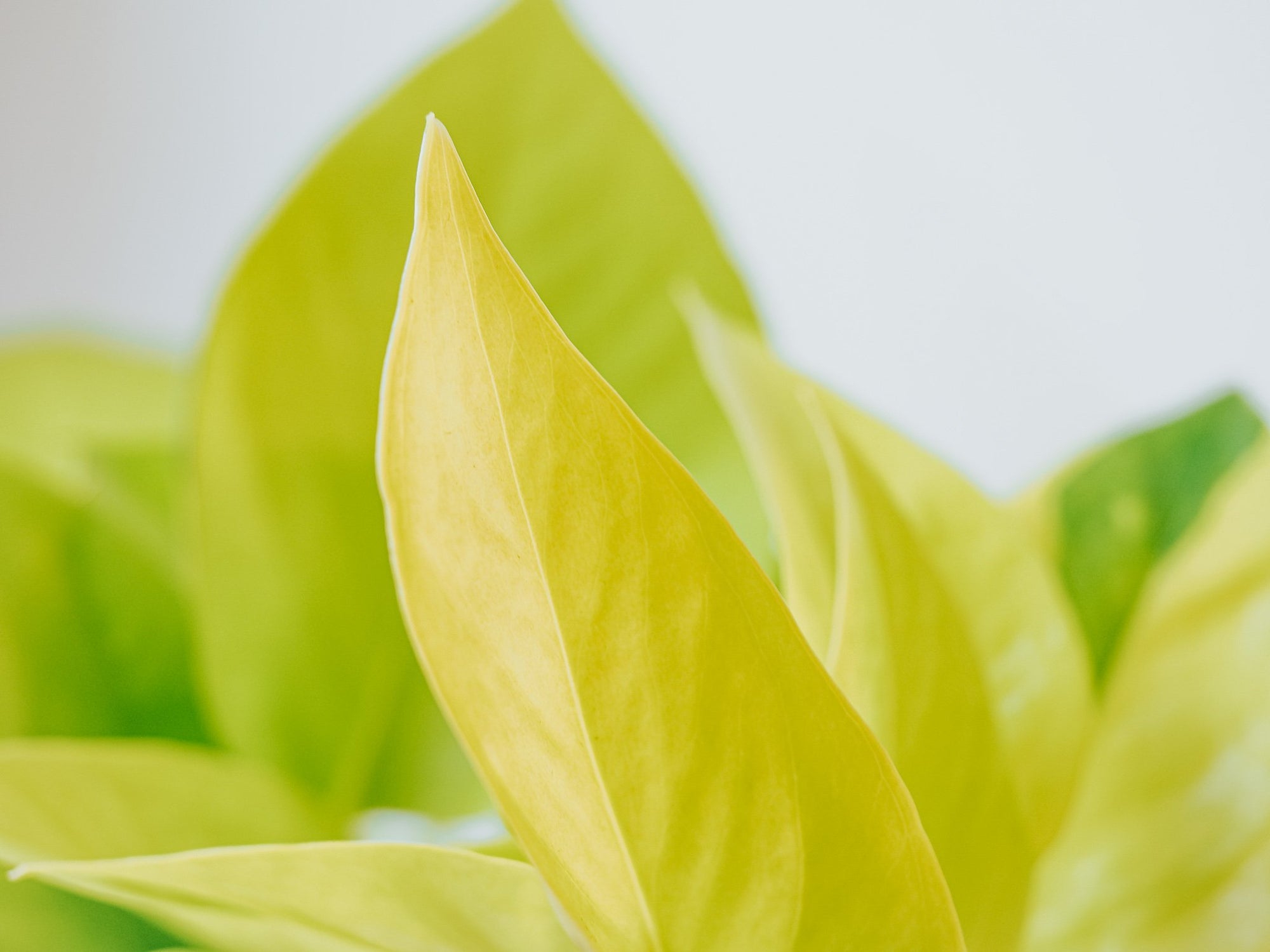 Plantbox Mars 2021 - Plantredo