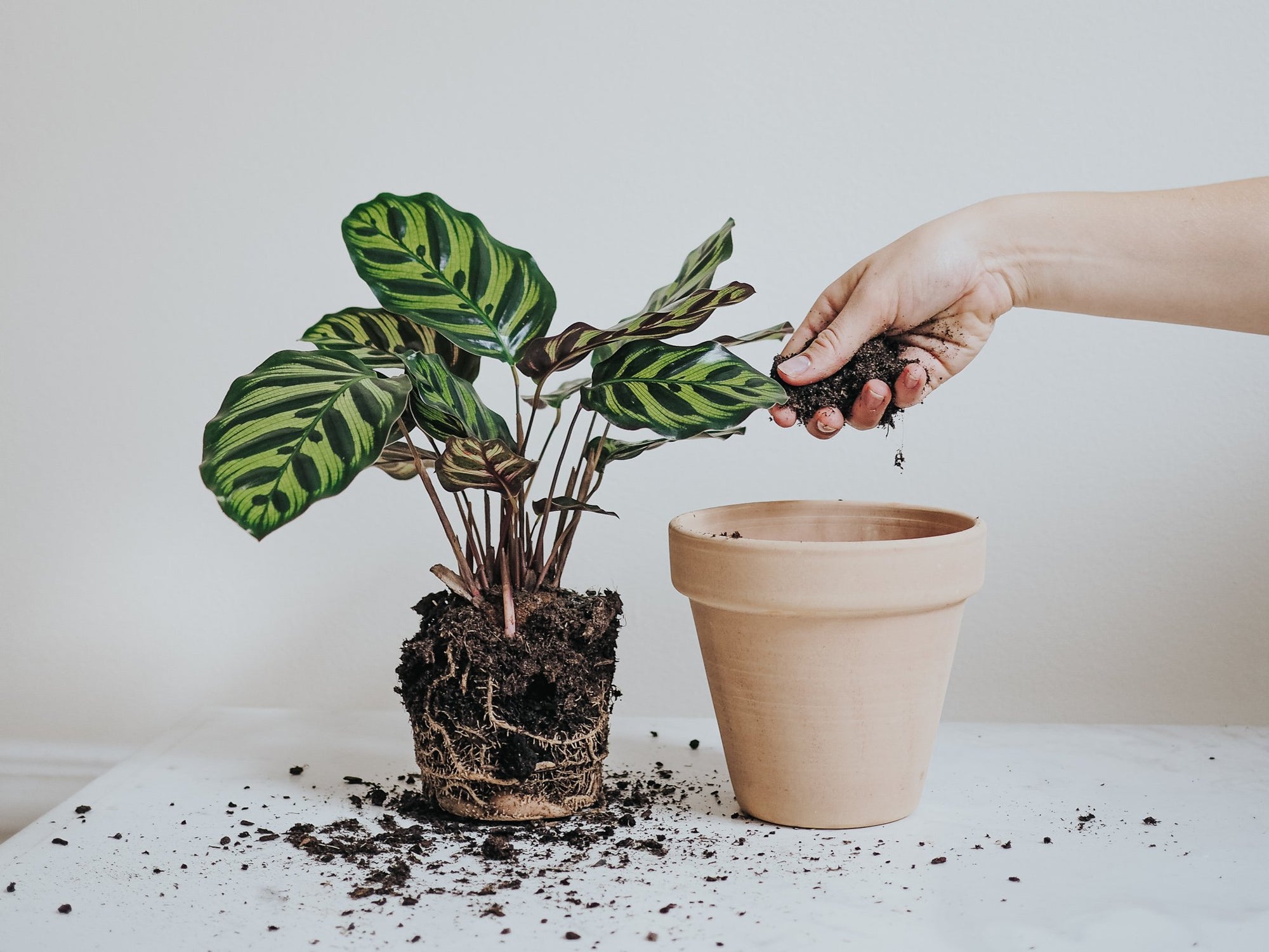 Omplantering - När & Hur? - Plantredo