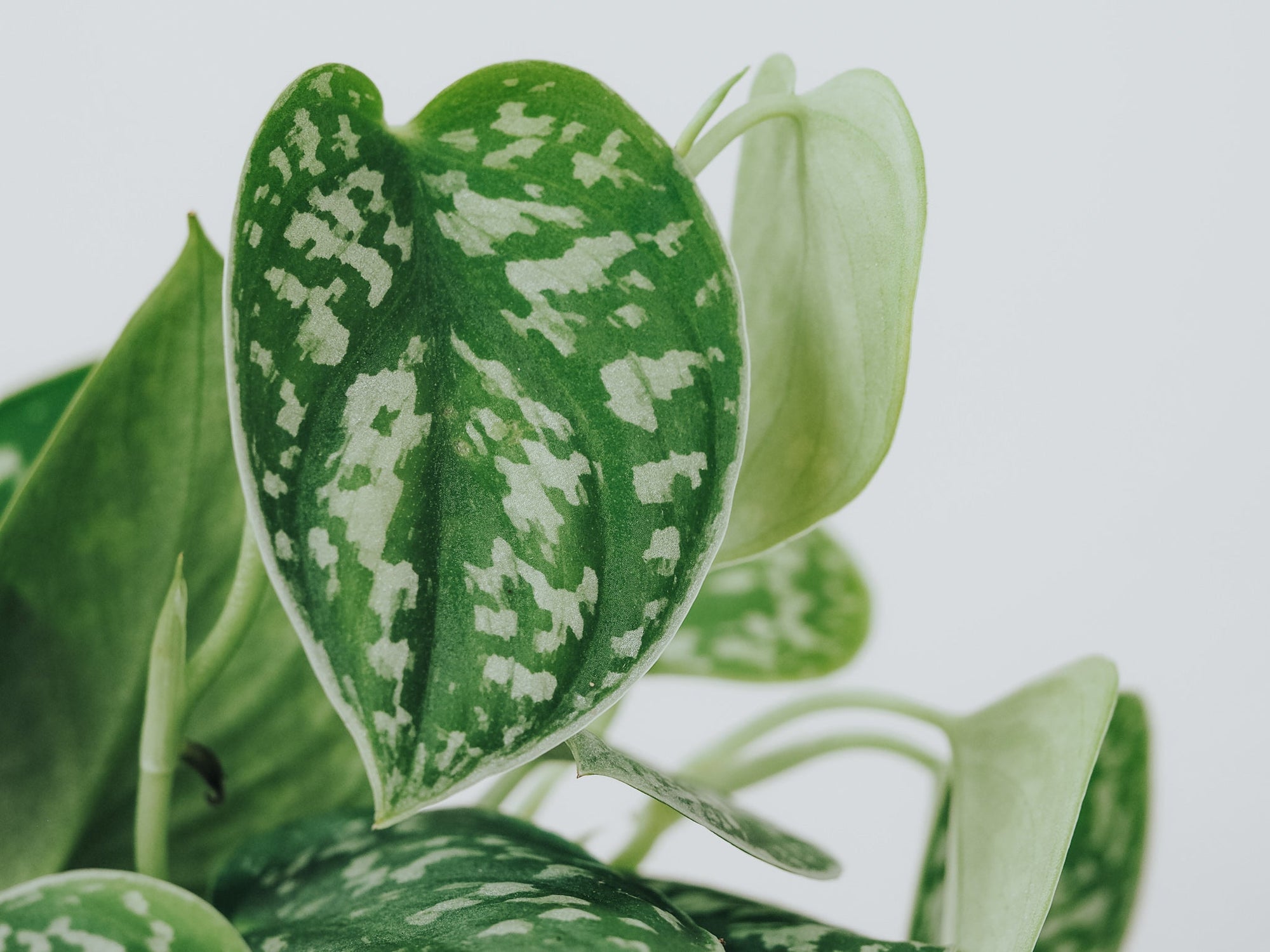 Plantbox Januari 2022 - Plantredo