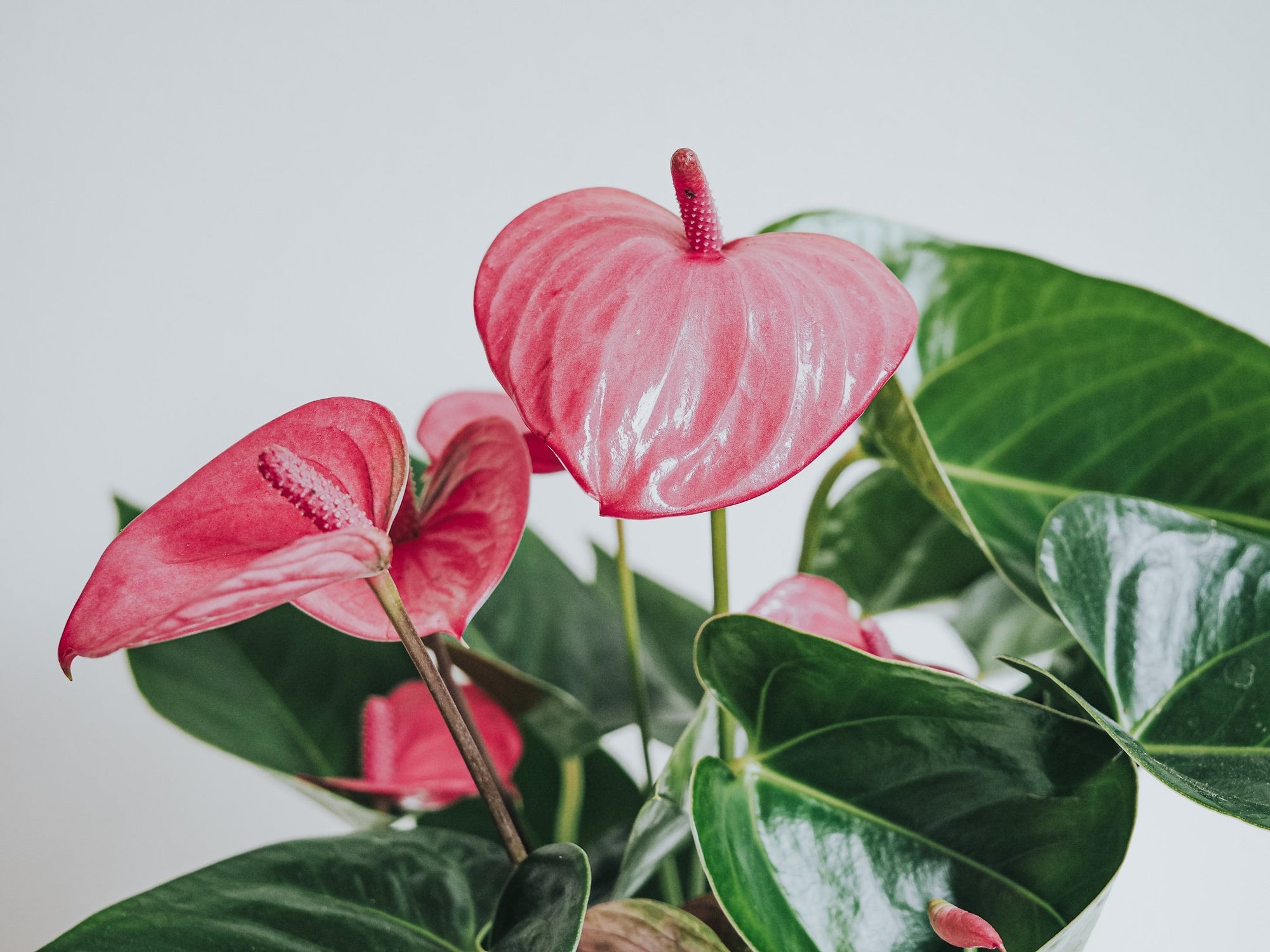 Plantbox Juni 2021 - Plantredo