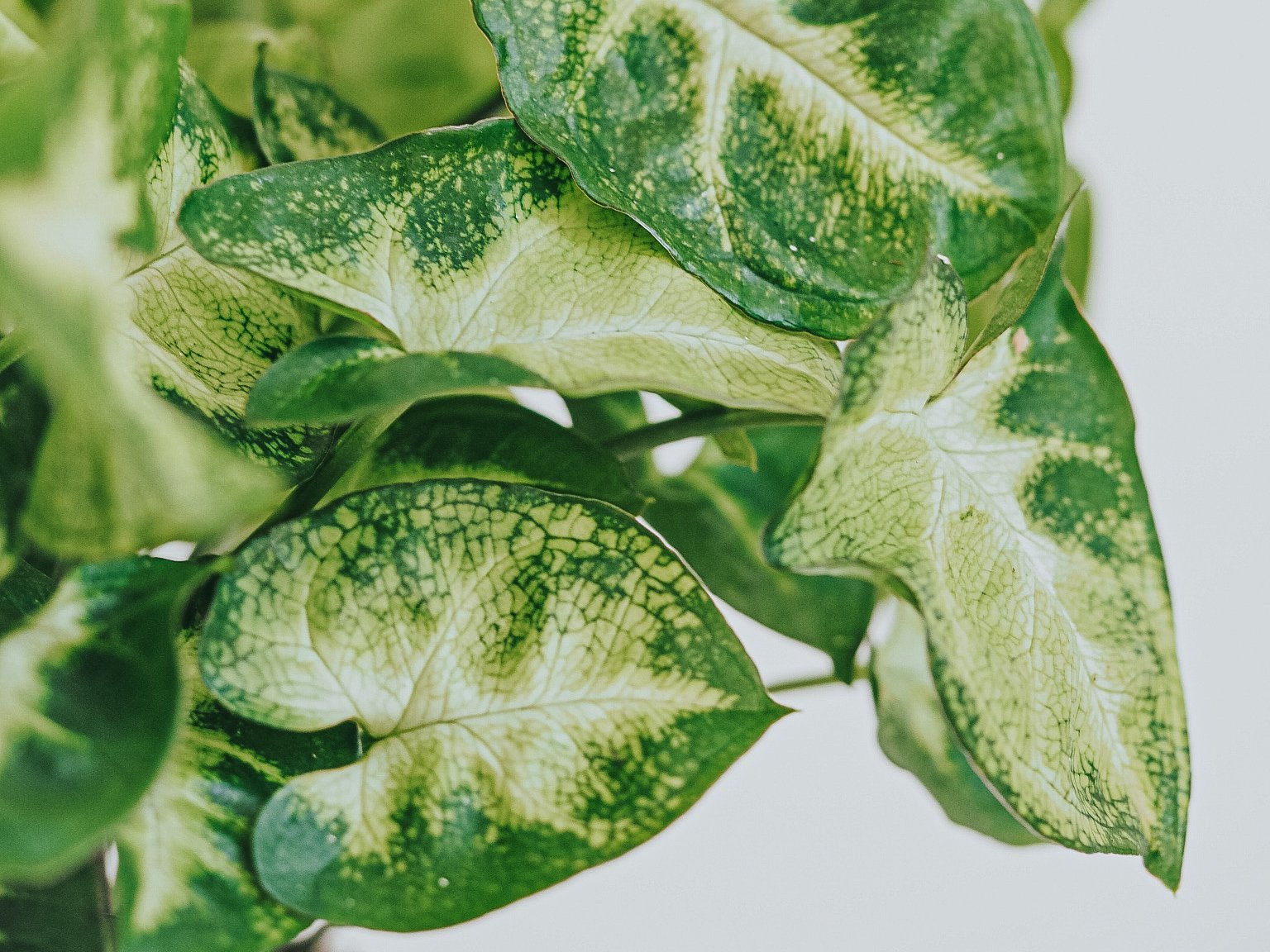 Plantbox Maj 2021 - Plantredo