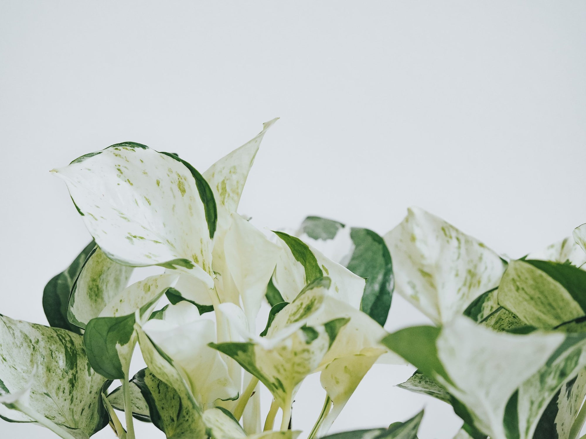 Plantbox November 2021 - Plantredo