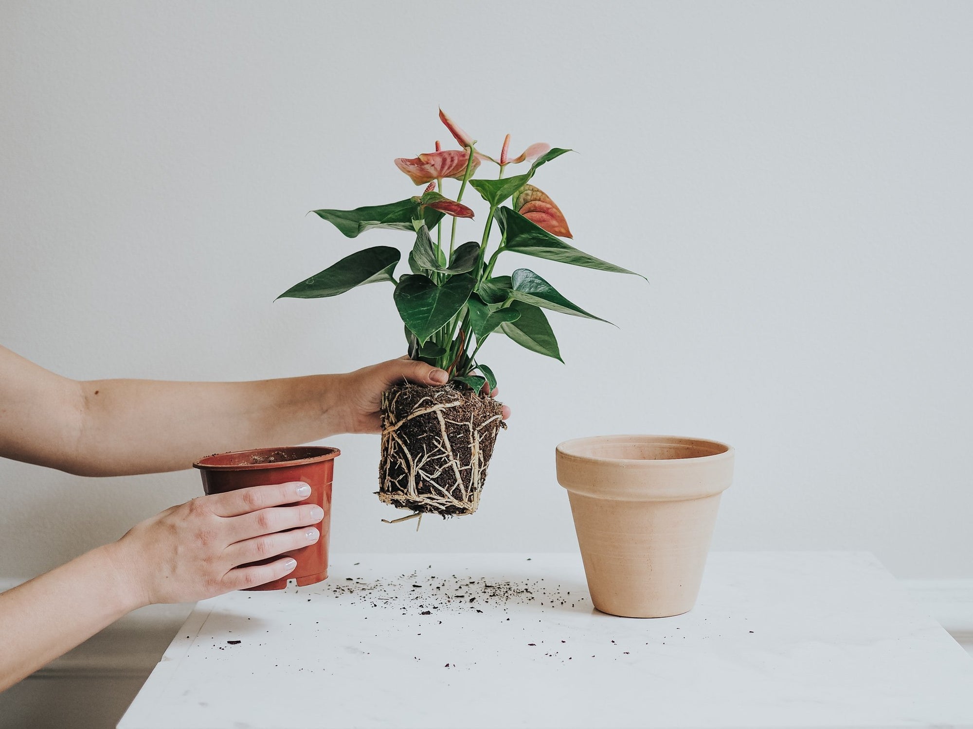 Plantera din nya gröna kompis - Plantredo