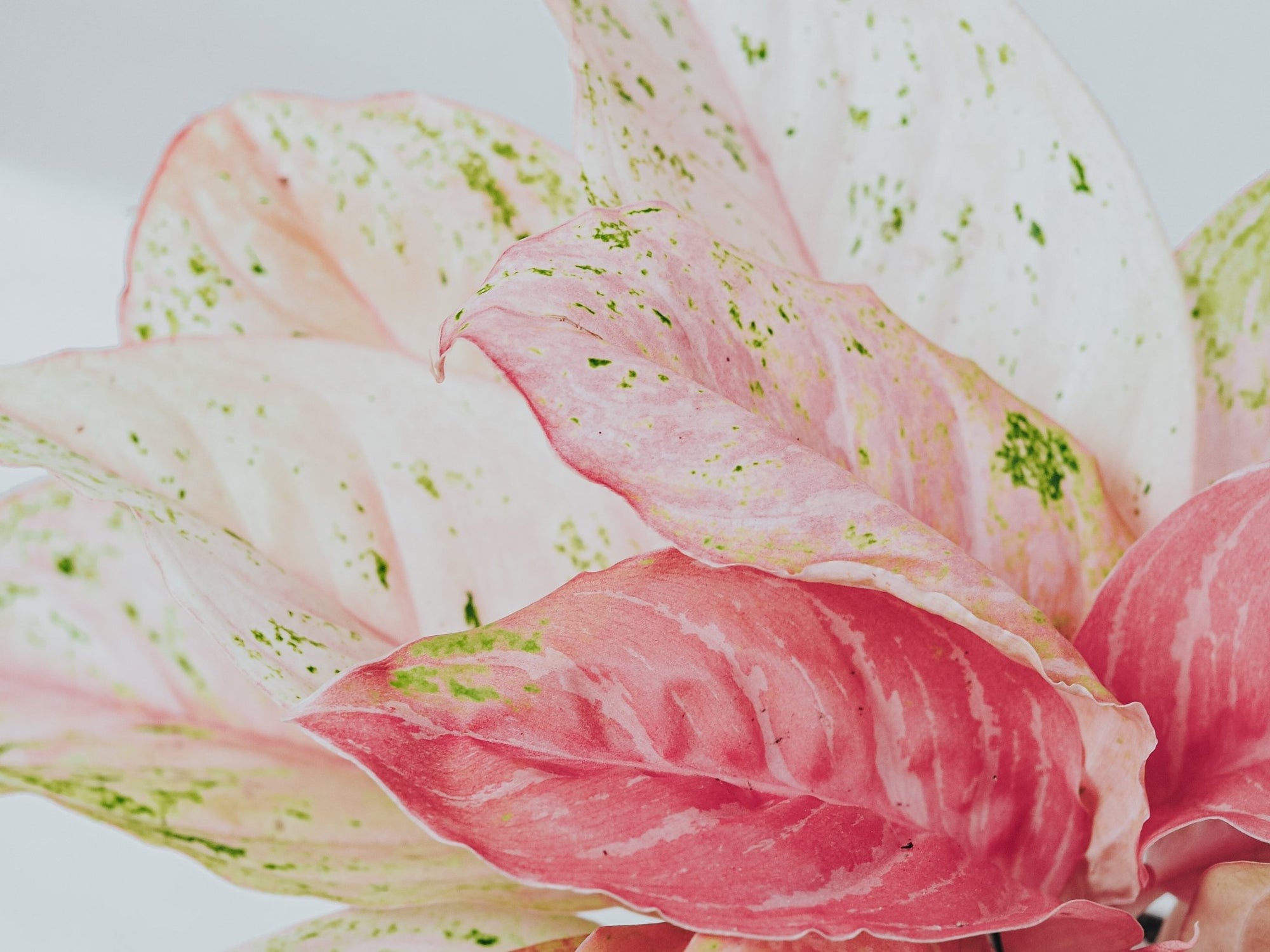 Skötselråd Aglaonema - Plantredo