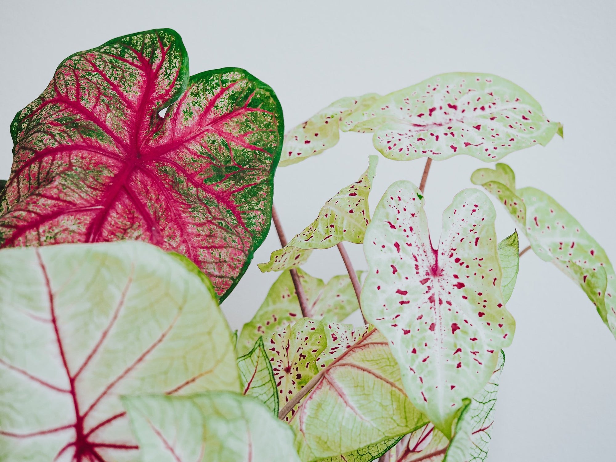 Skötselråd Caladium - Plantredo
