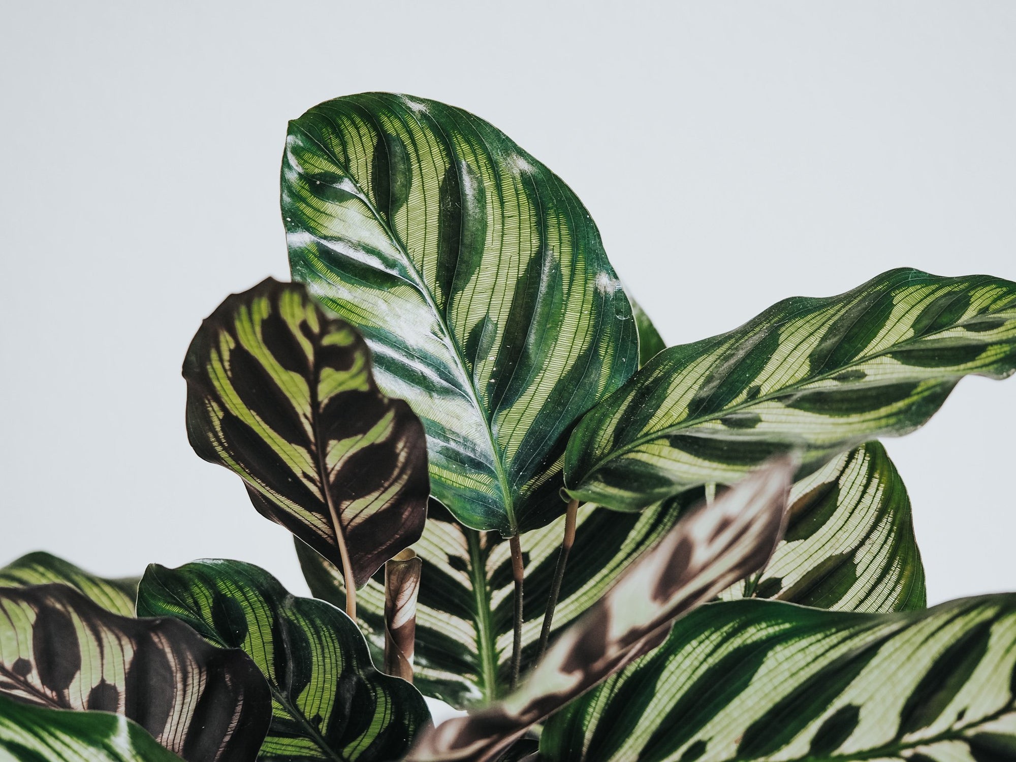 Skötselråd Calathea - Plantredo