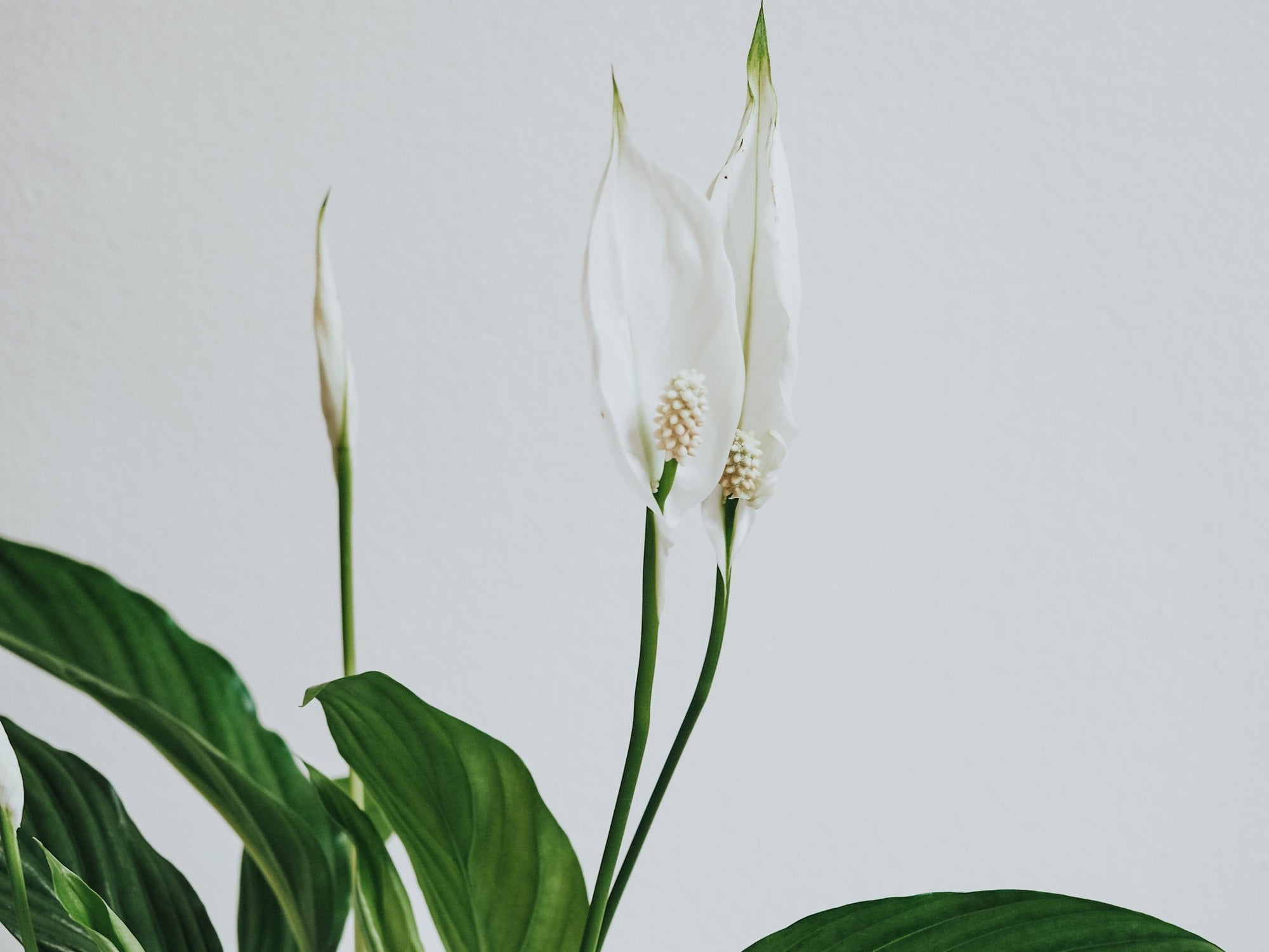 Skötselråd Fredskalla - Plantredo