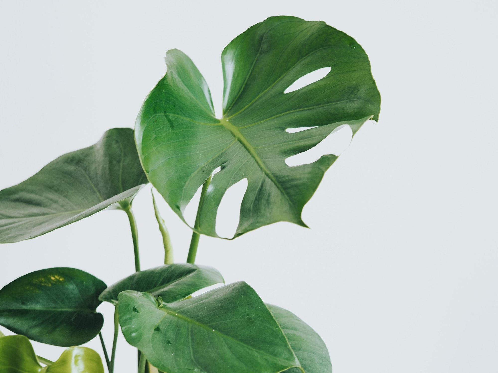 Skötselråd Monstera - Plantredo