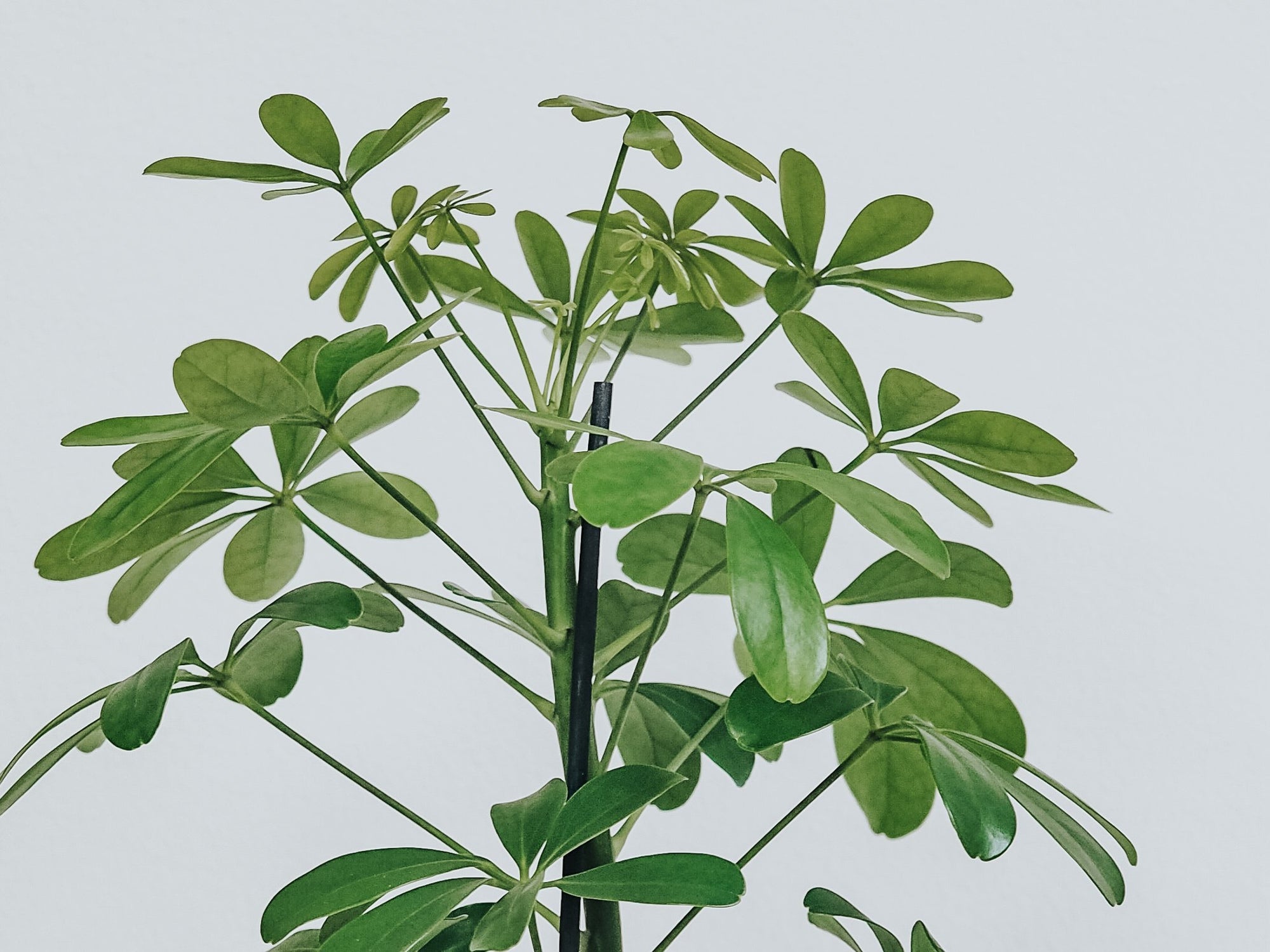 Skötselråd Paraplyaralia - Plantredo