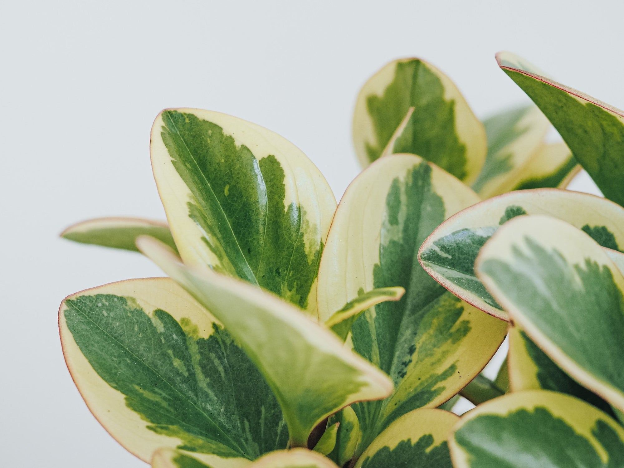 Skötselråd Peperomia - Plantredo