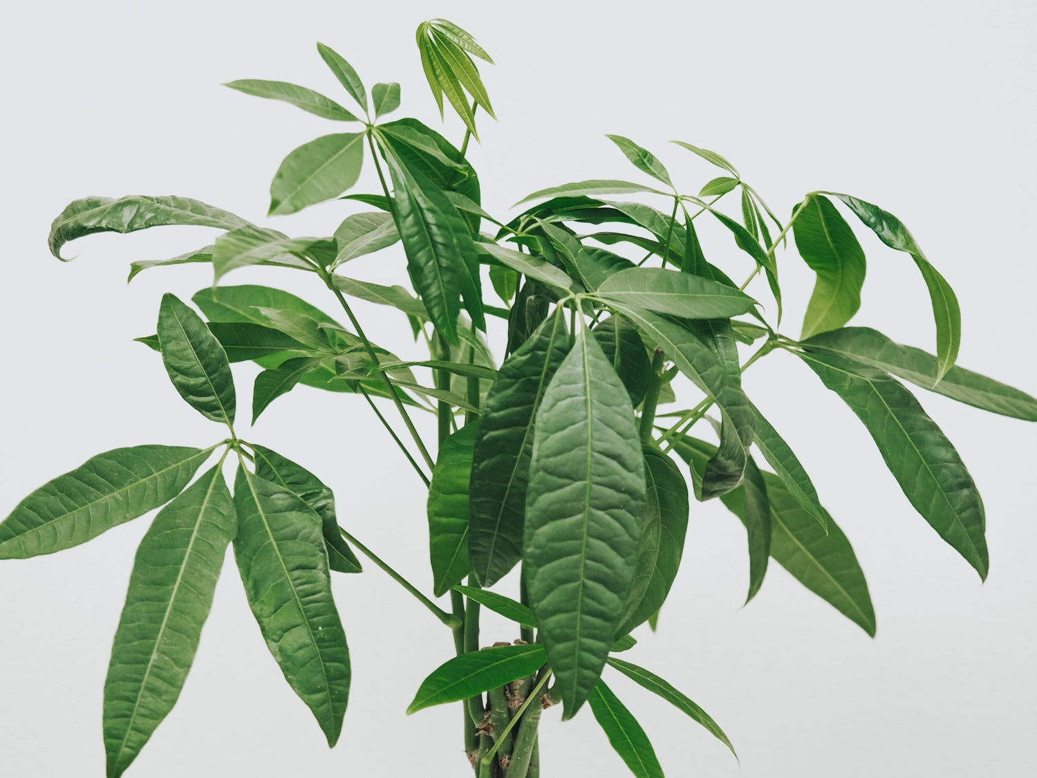 Skötselråd Strandkastanj - Plantredo