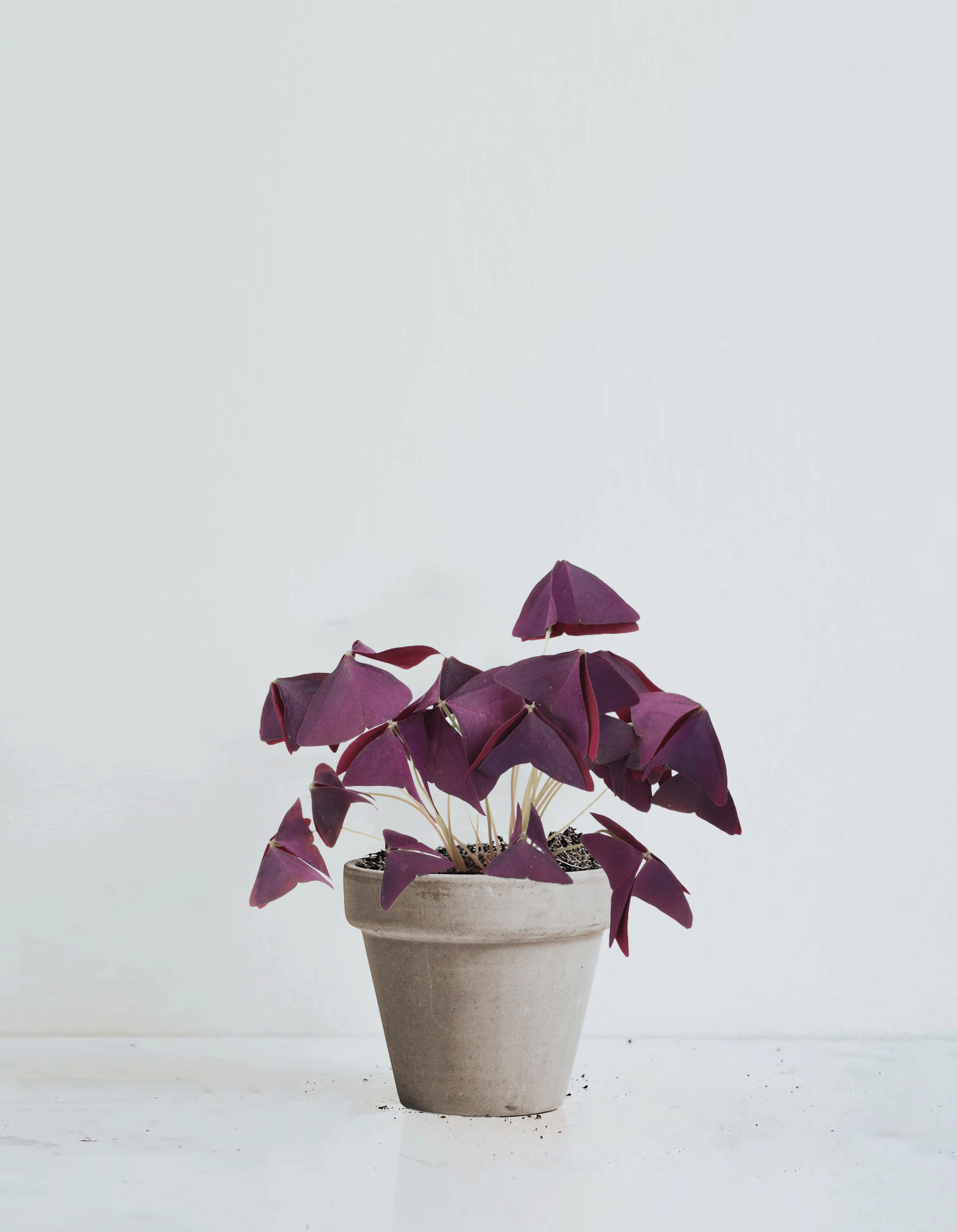 Oxalis triangularis