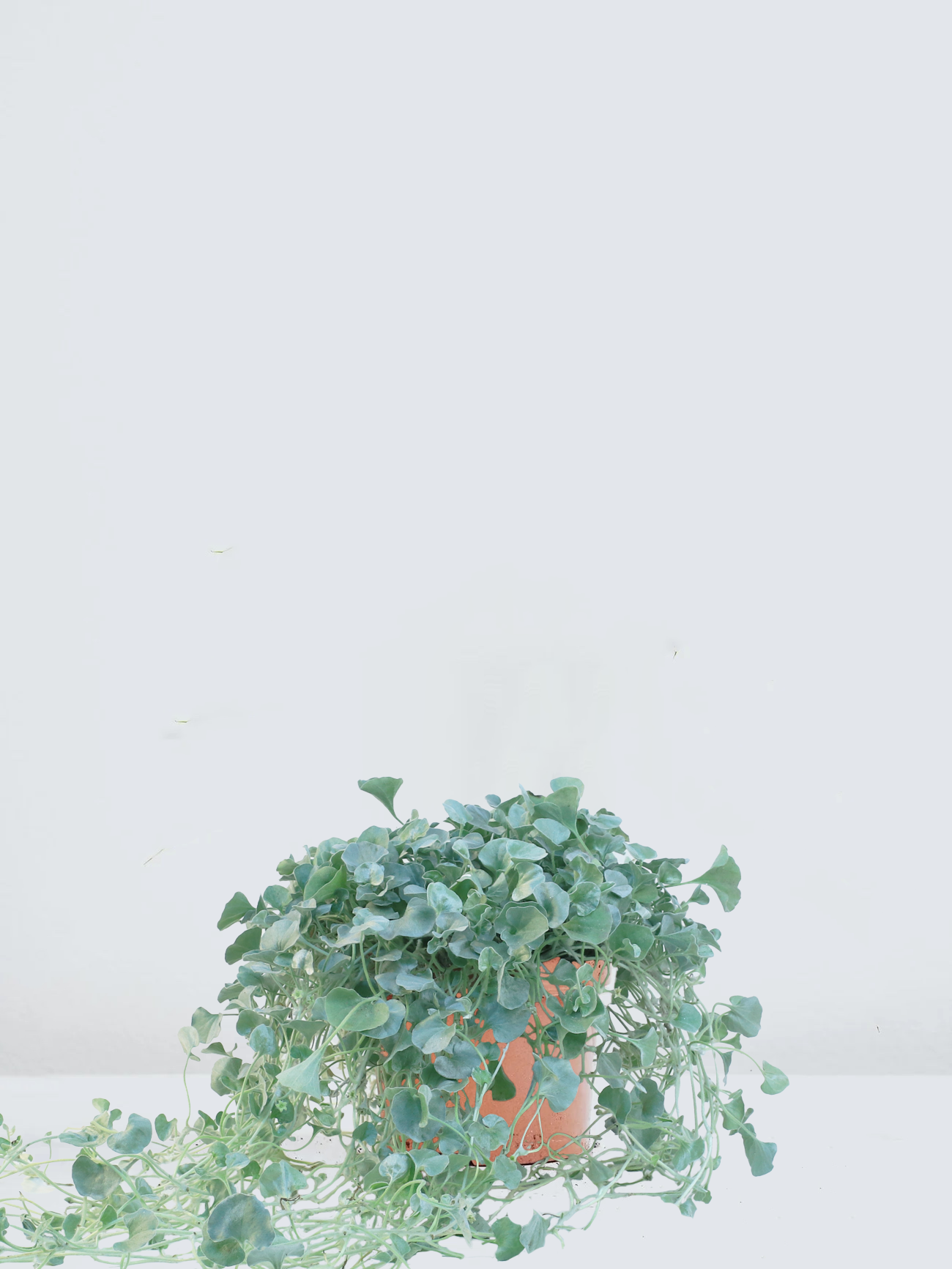 Njurvinda 'Silver Falls'
