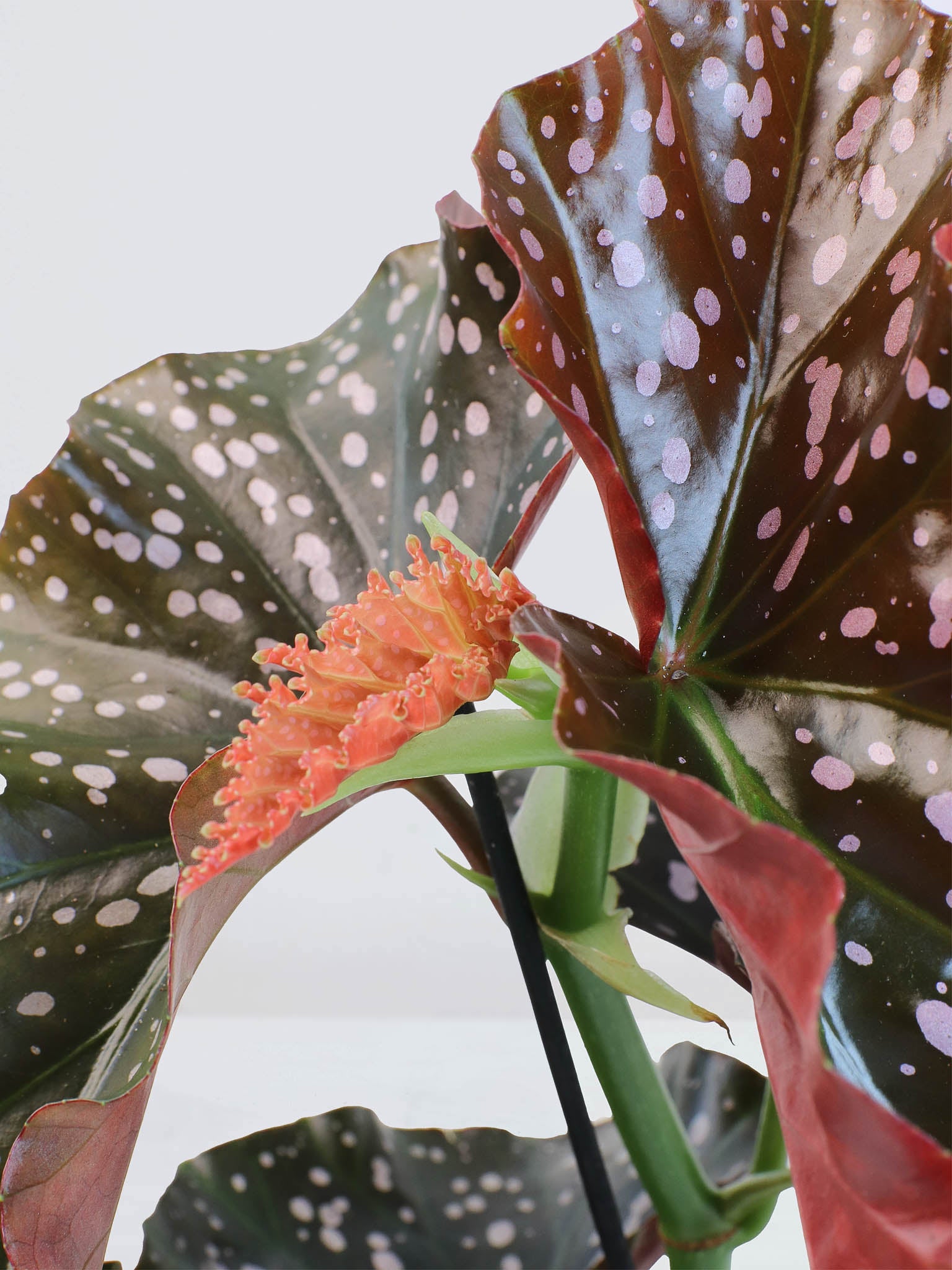Begonia ’Crackling Rosie’
