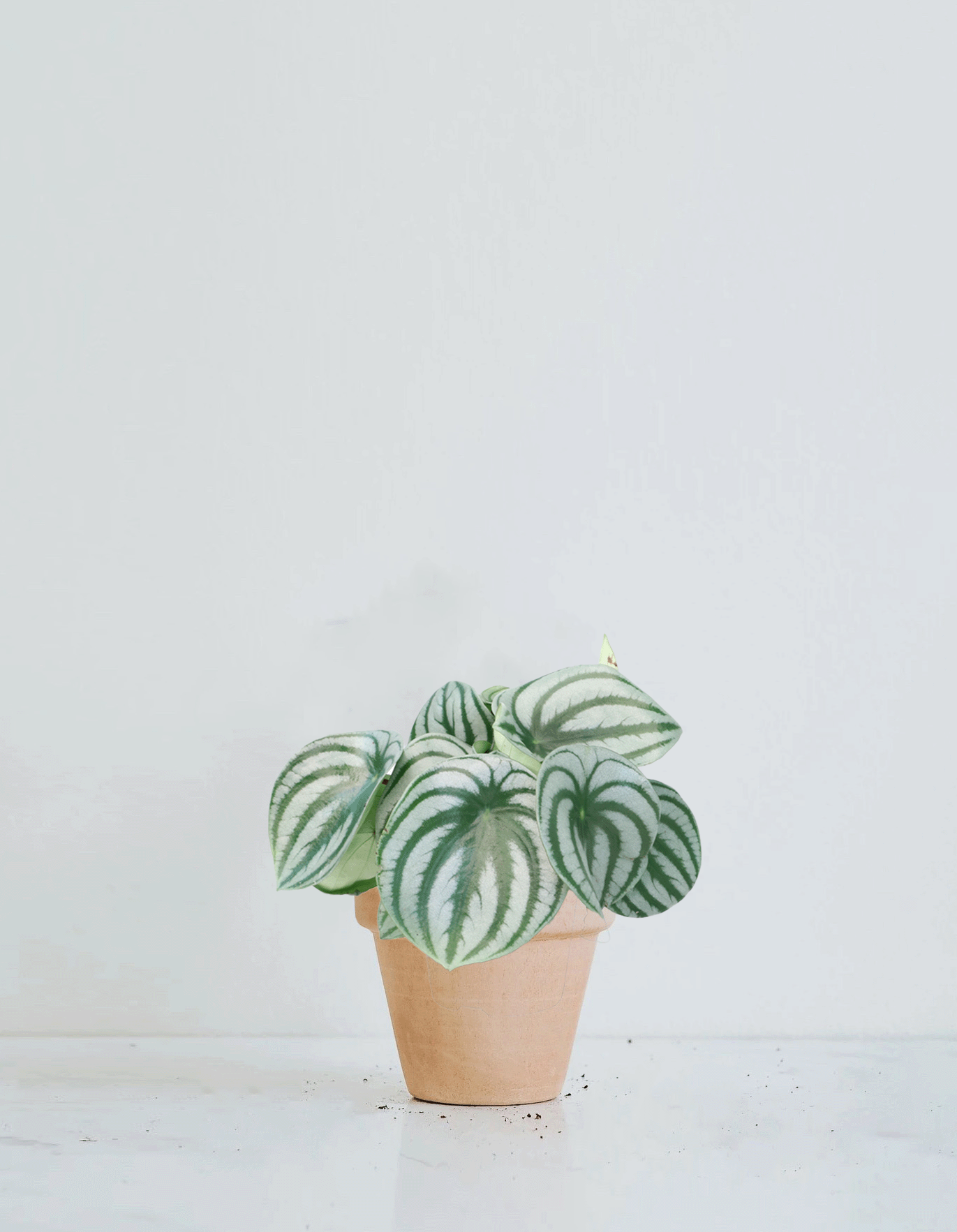 Peperomia argyreia