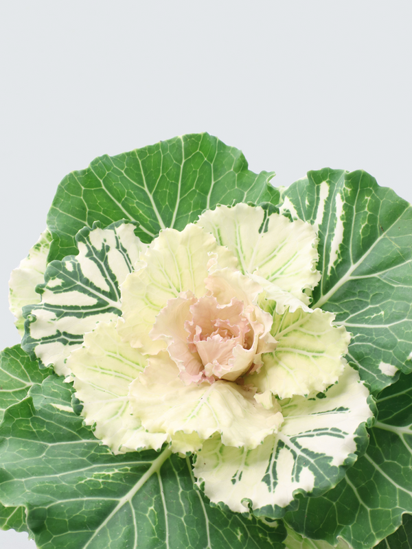 Prydnadskål vit - Plantredo