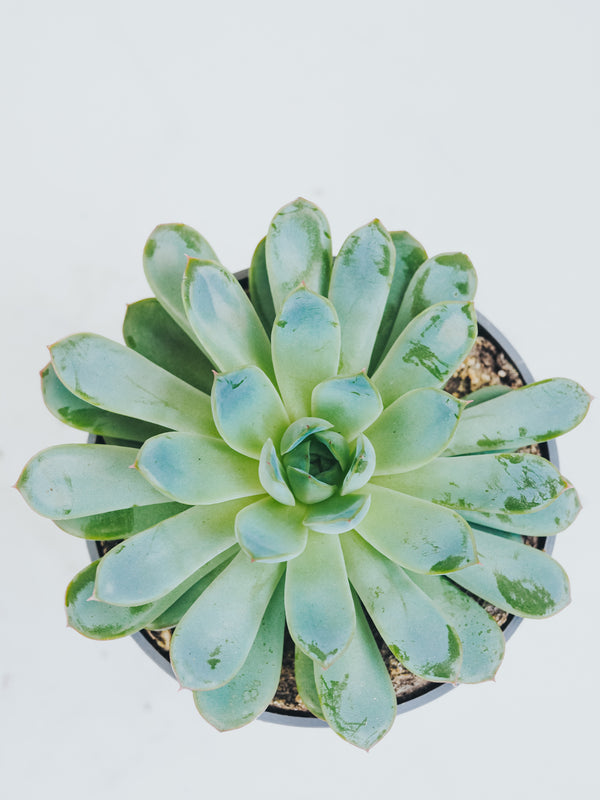 Echeveria - Plantredo