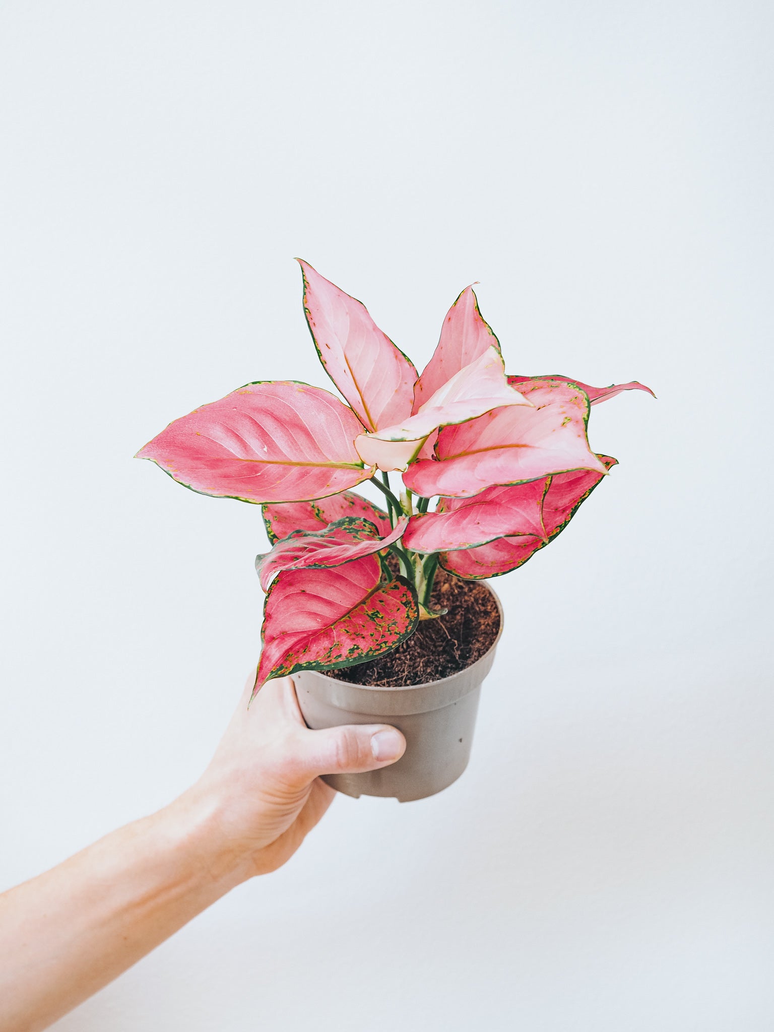 Aglaonema Anyamanee Pink Star