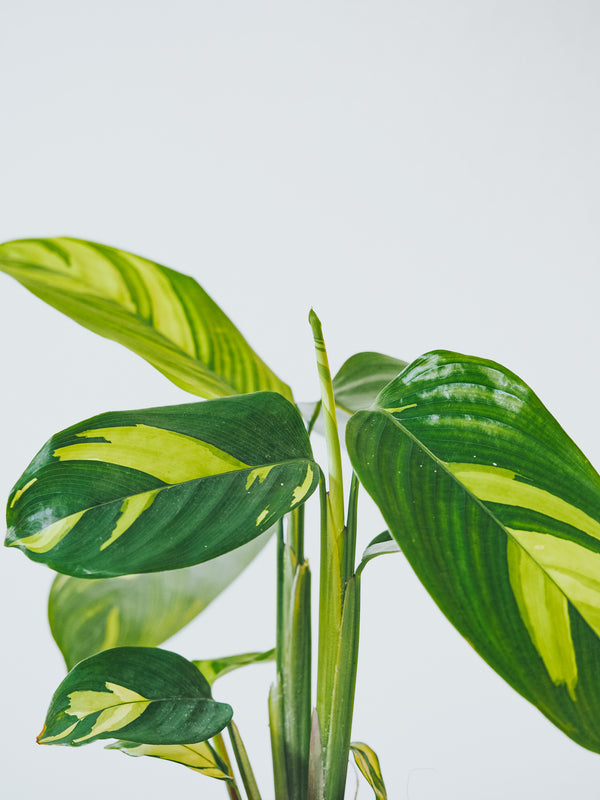Calathea Golden Mosaic - Plantredo