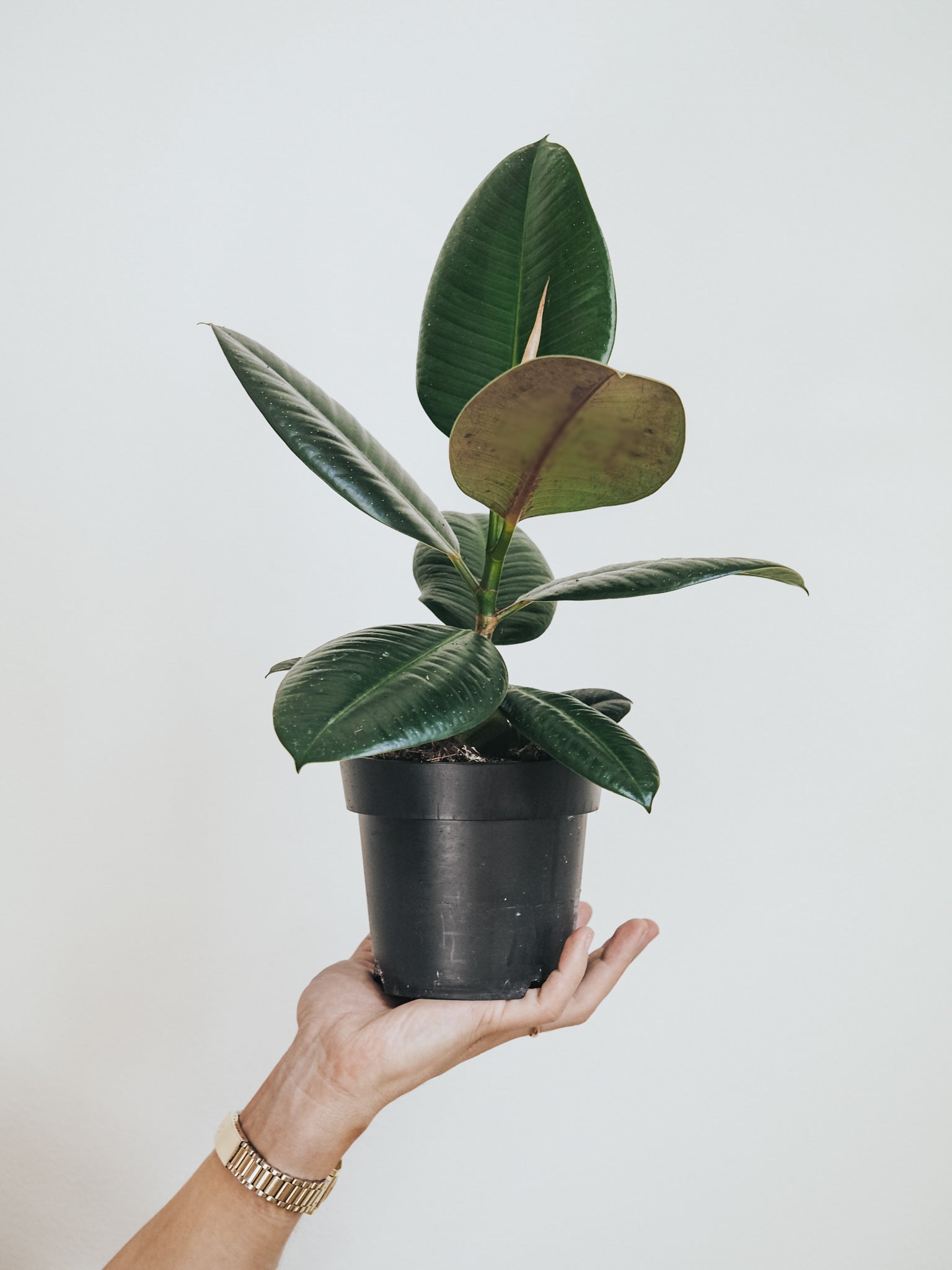 Ficus Elastica Robusta