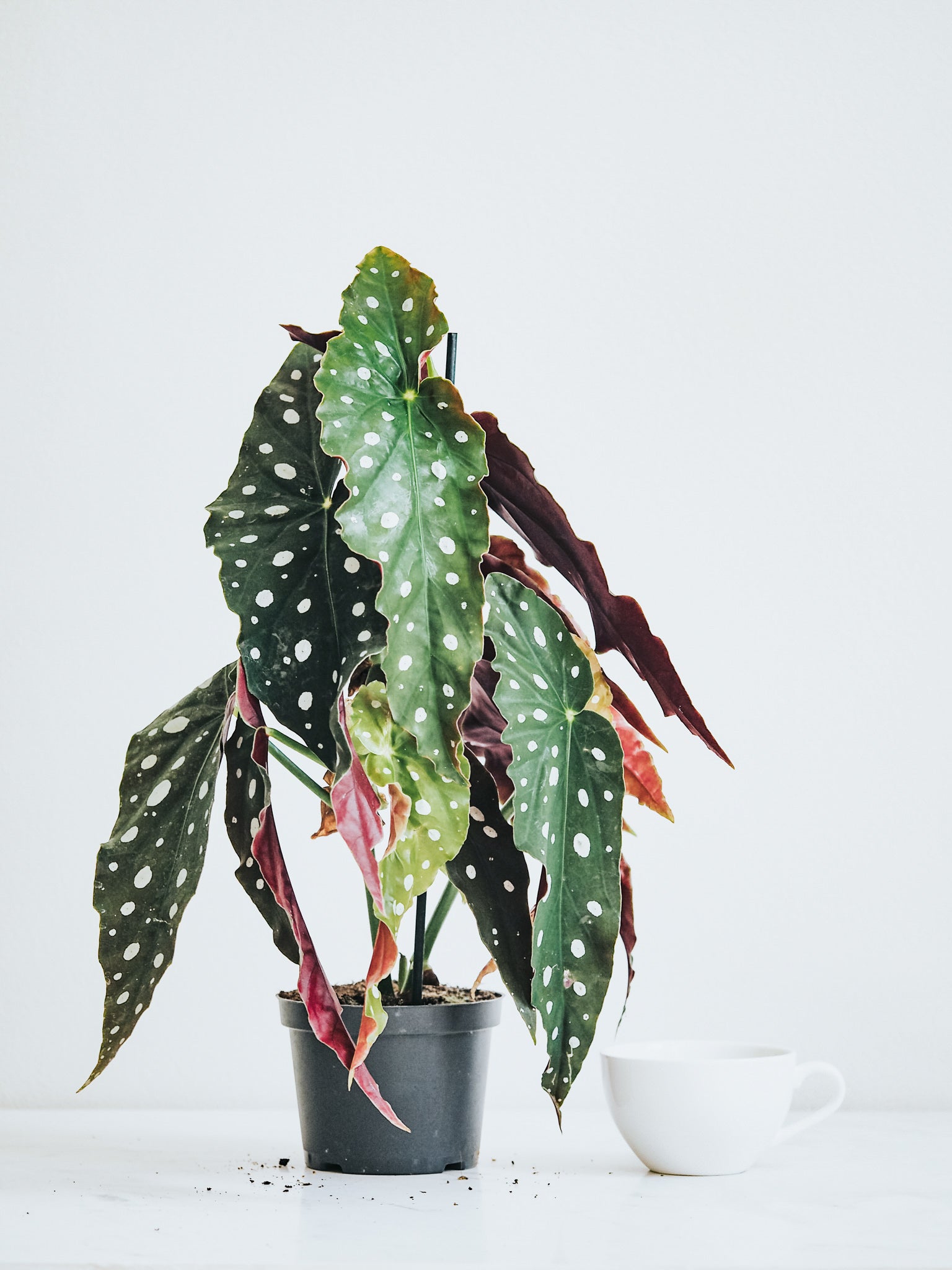 Forellbegonia
