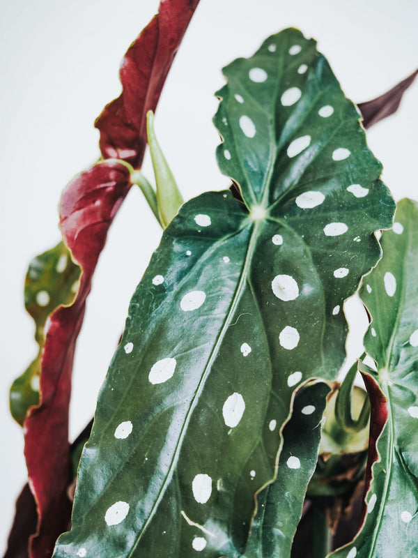 Forellbegonia - Plantredo
