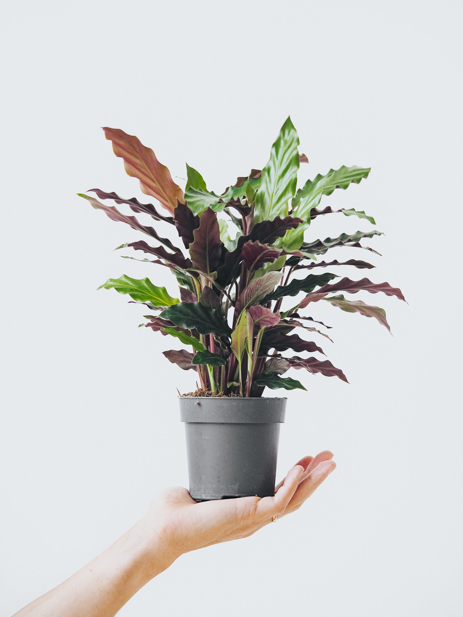 Calathea Rufibarba