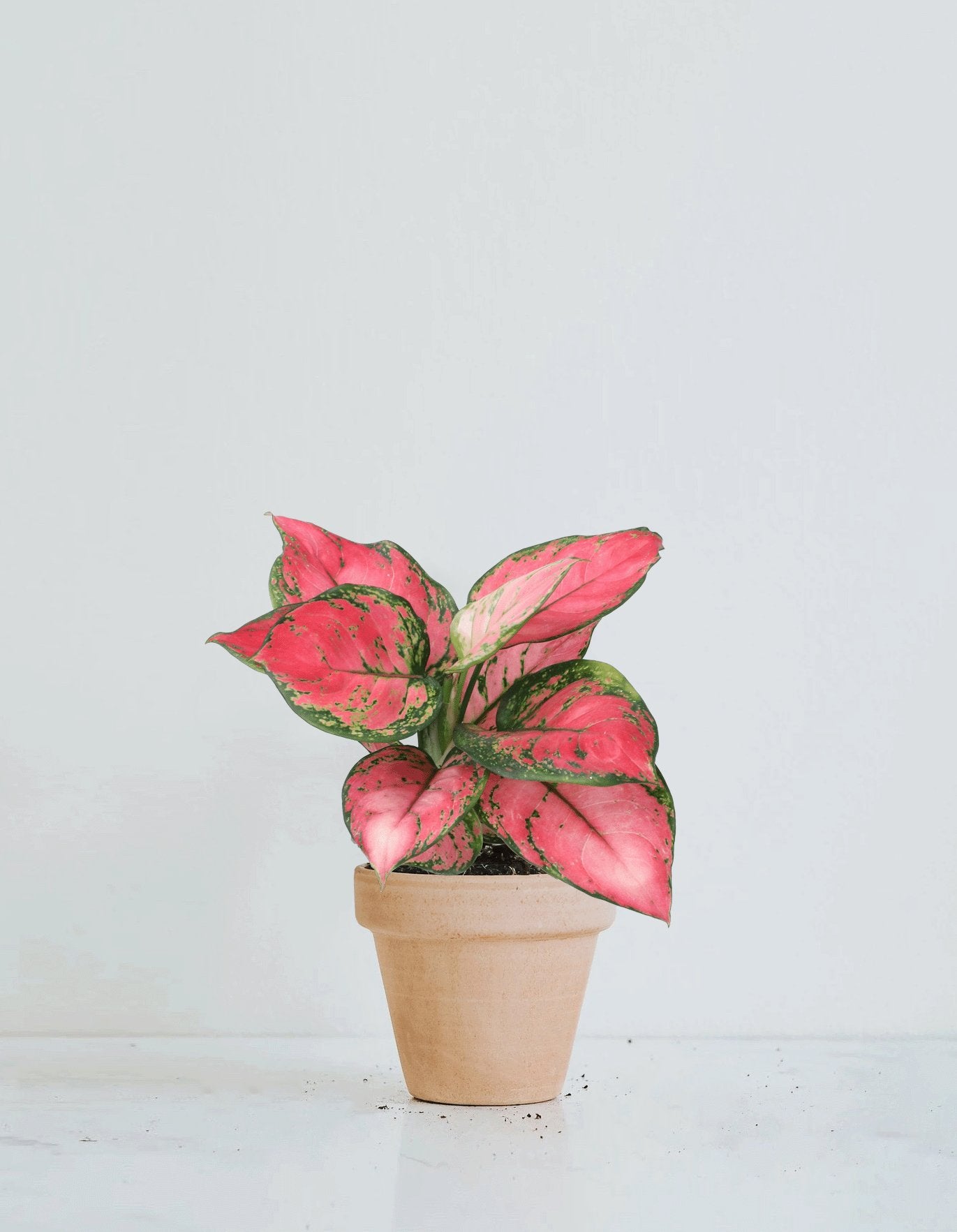 Aglaonema Anyamanee Pink Star - Plantredo