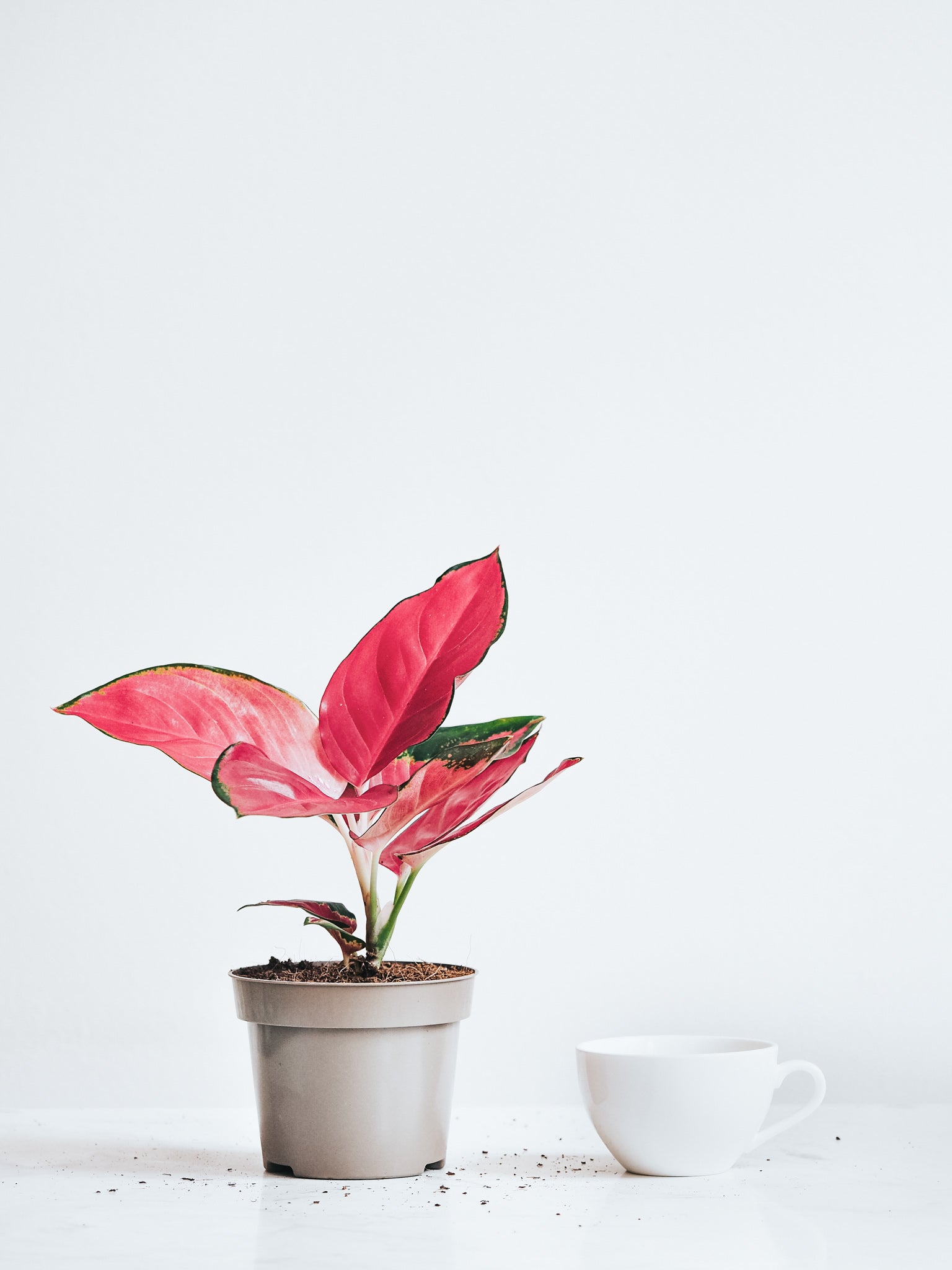 Aglaonema Anyamanee Red Star - Plantredo