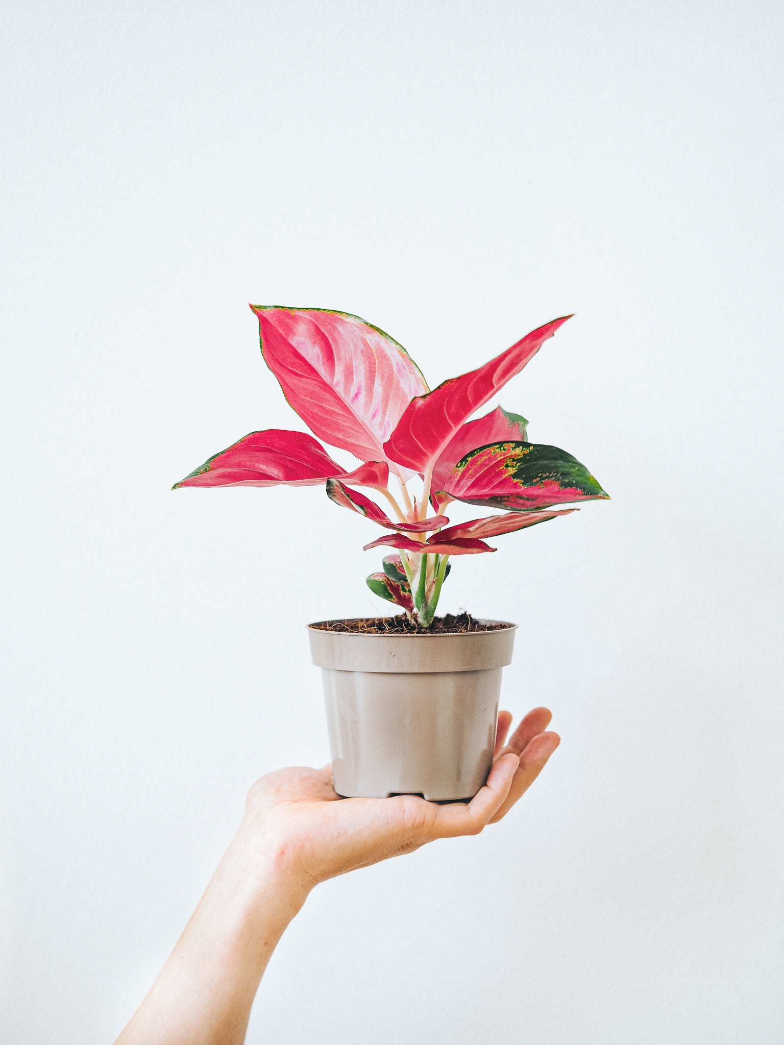 Aglaonema Anyamanee Red Star - Plantredo