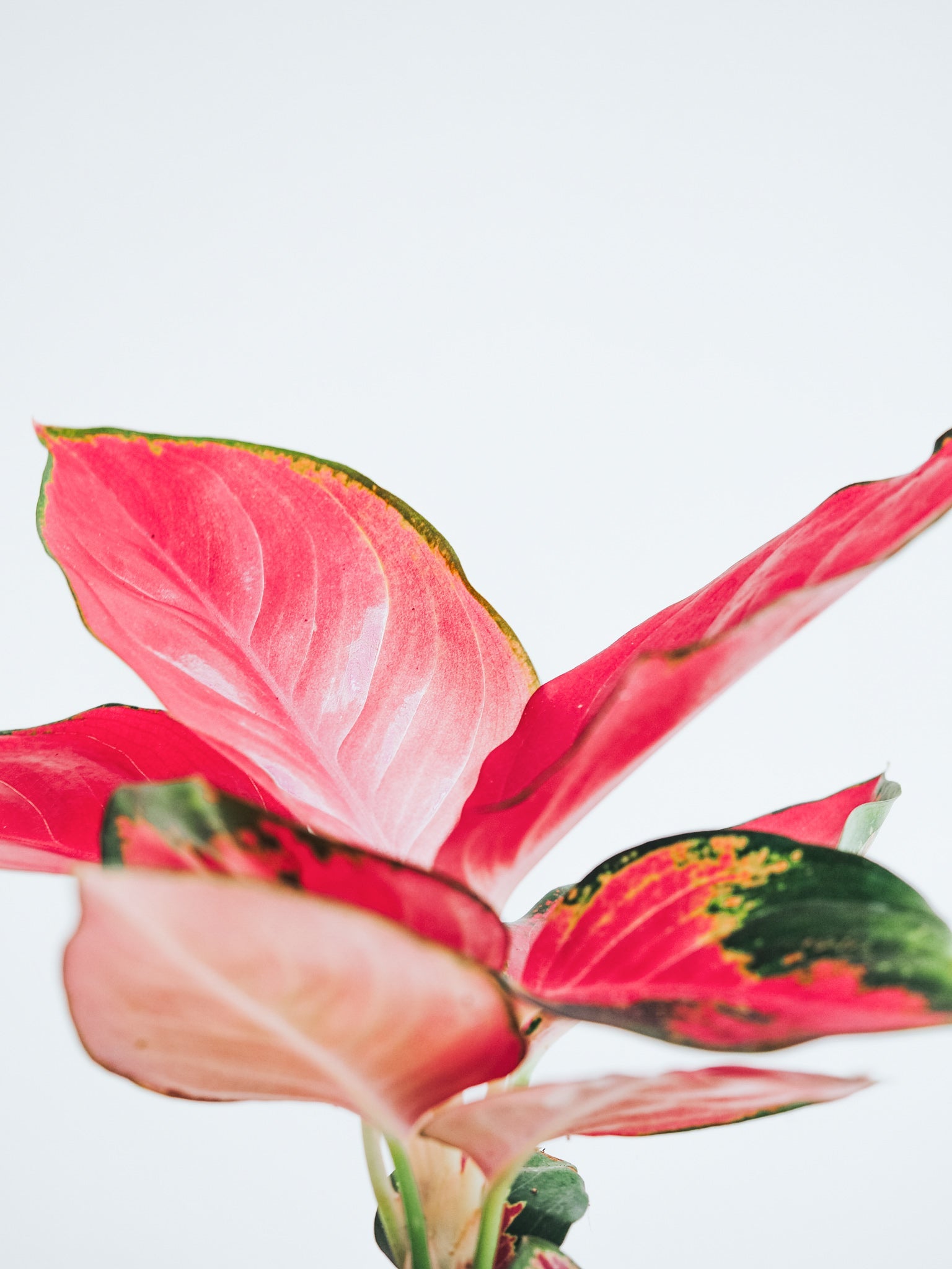 Aglaonema Anyamanee Red Star - Plantredo