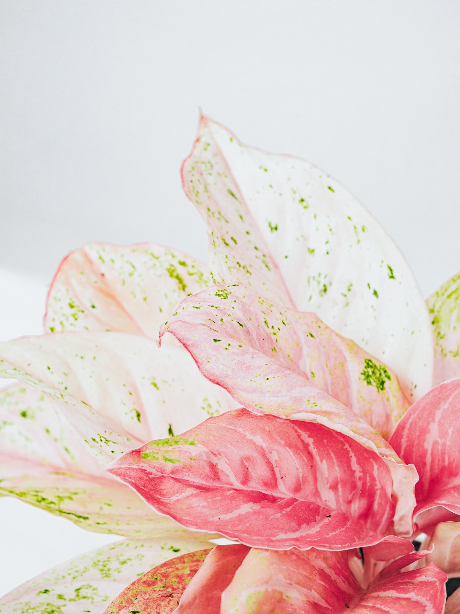 Aglaonema Bidadari - Plantredo