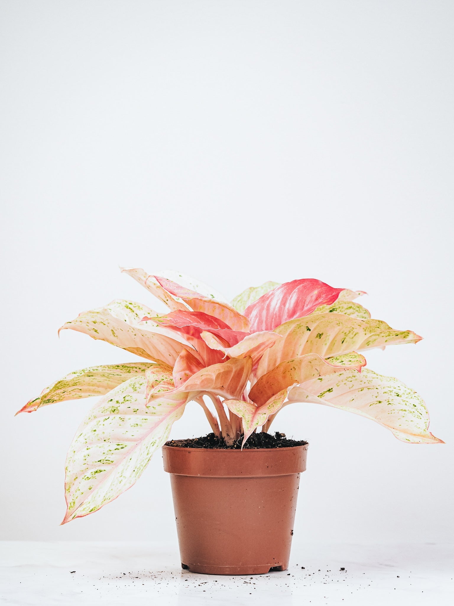 Aglaonema Bidadari - Plantredo