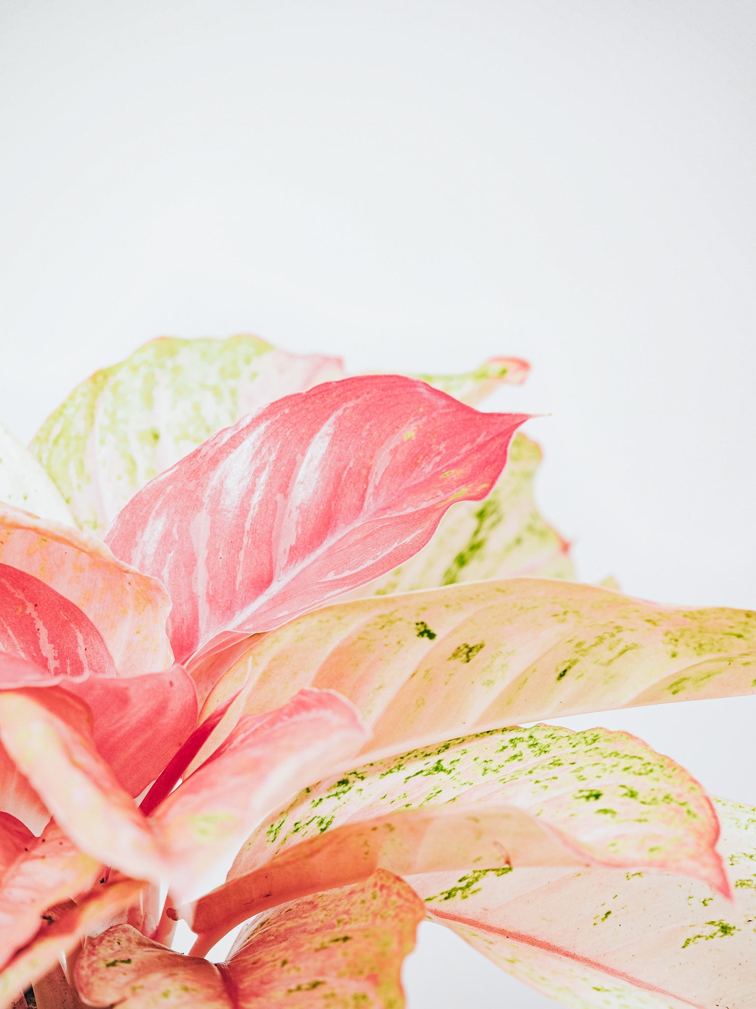 Aglaonema Bidadari - Plantredo