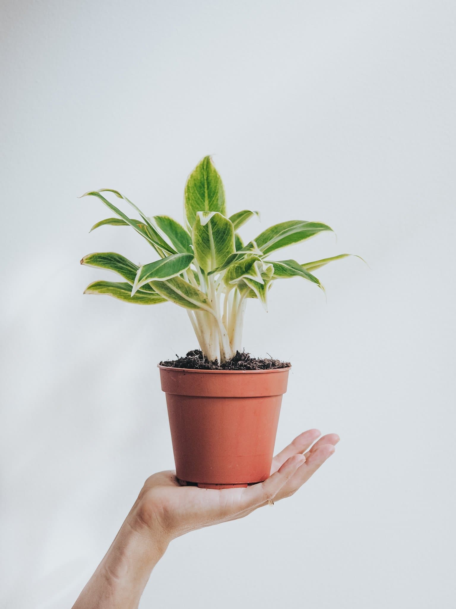 Aglaonema White Aurora - Plantredo