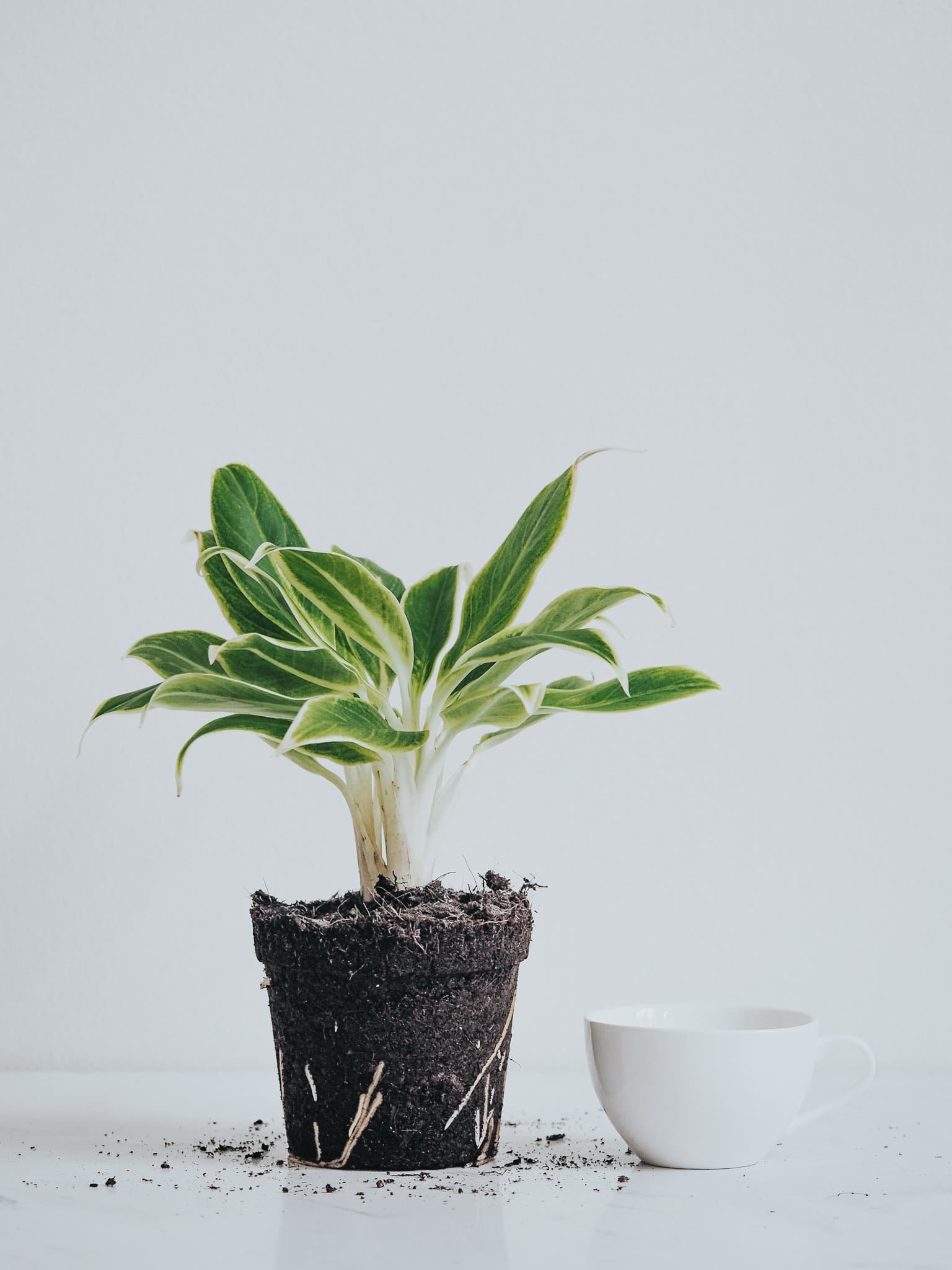 Aglaonema White Aurora - Plantredo