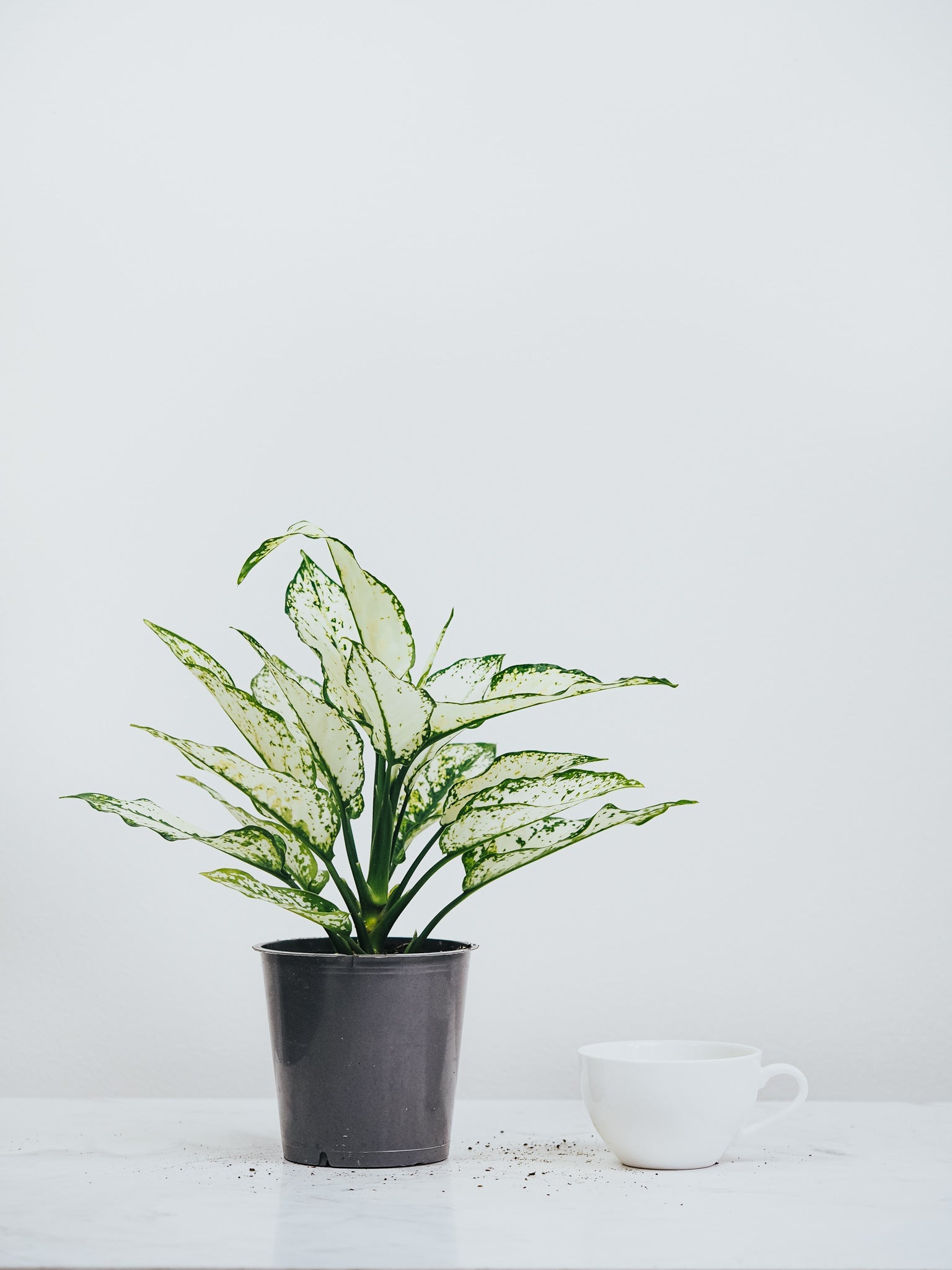 Aglaonema White Kiwi - Plantredo