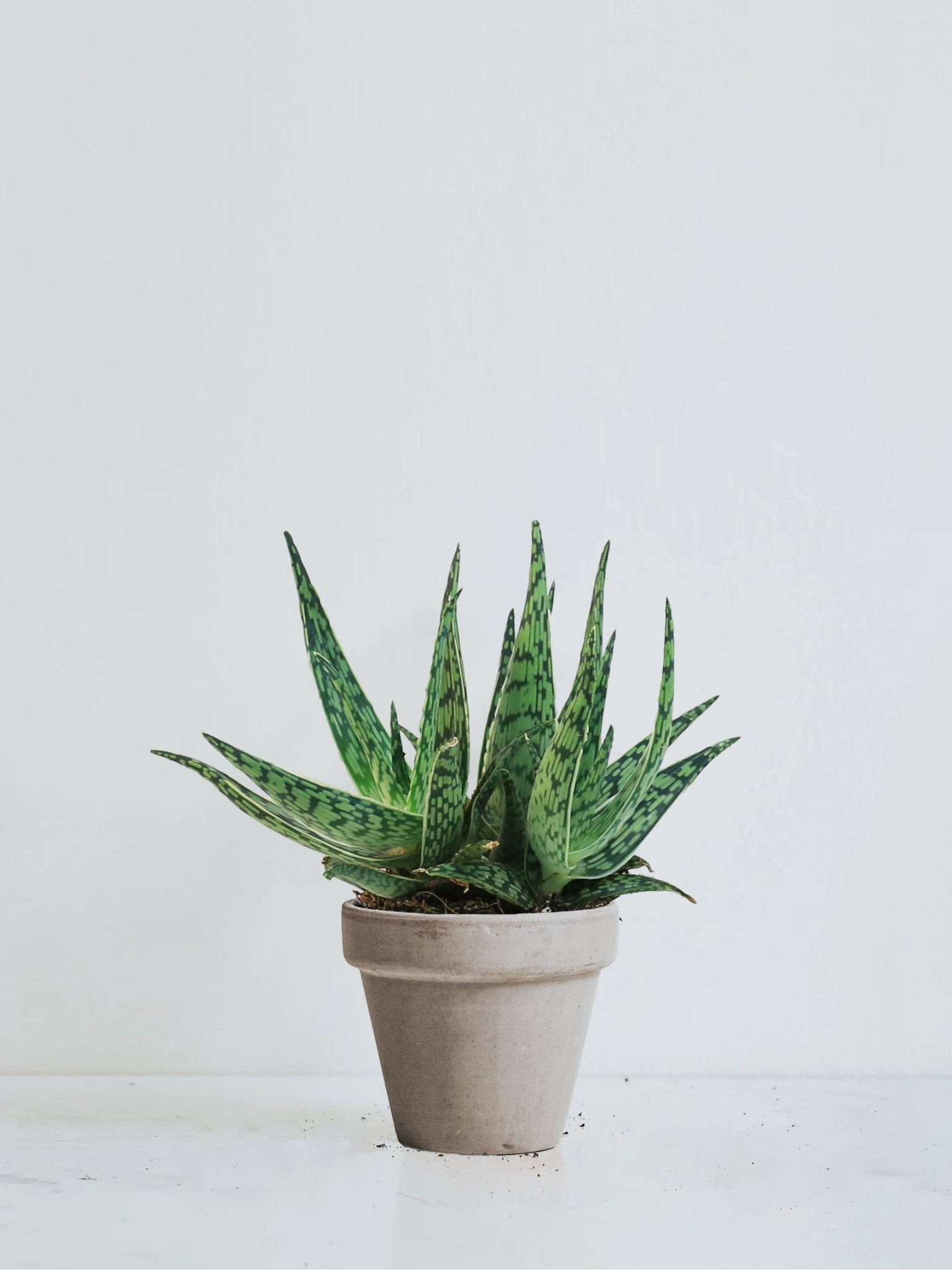 Aloe 'Snowflake' - Plantredo