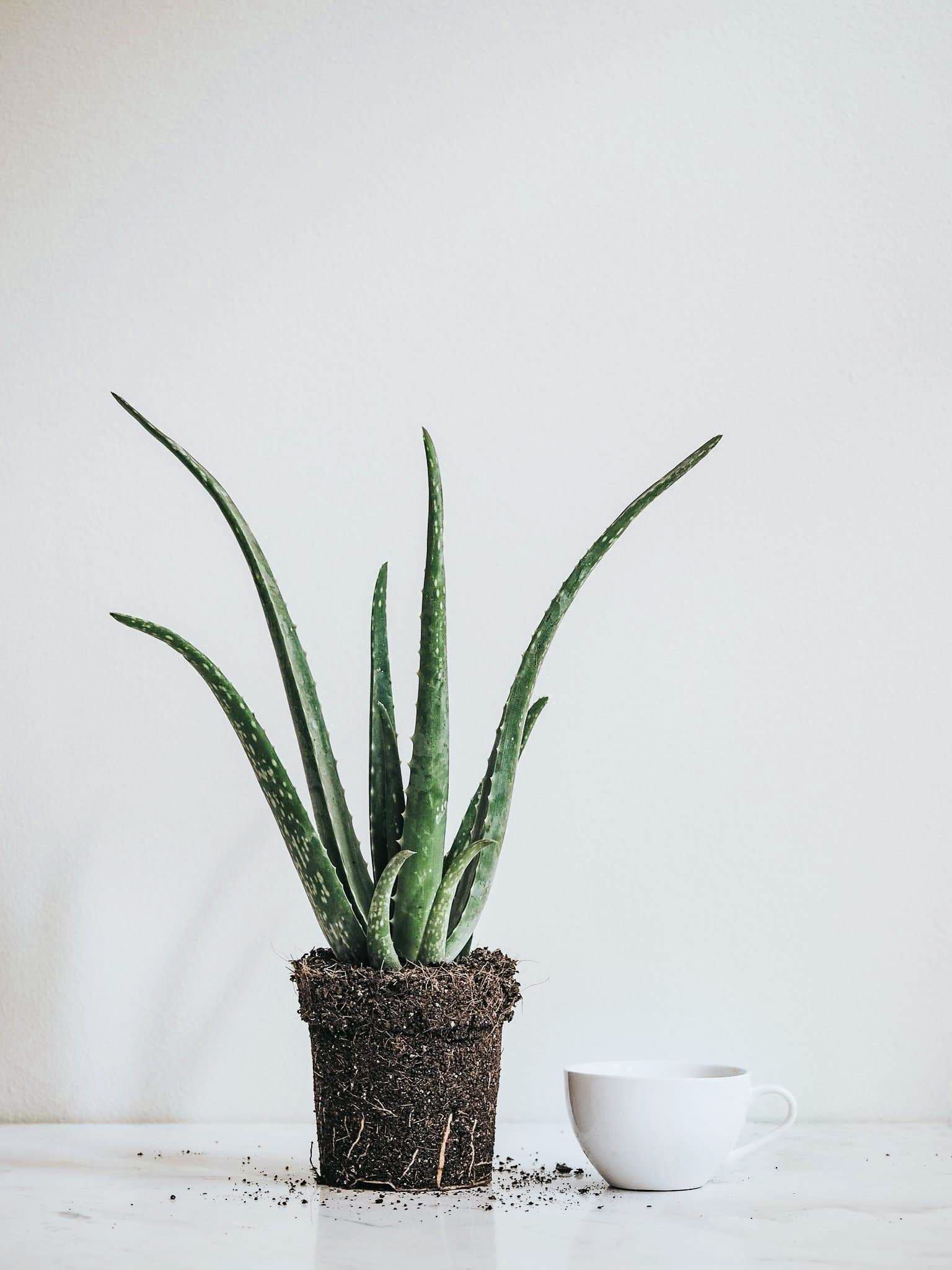 Aloe Vera - Plantredo