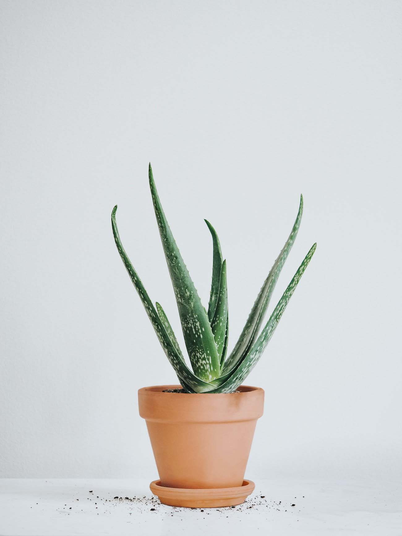 Aloe Vera - Plantredo