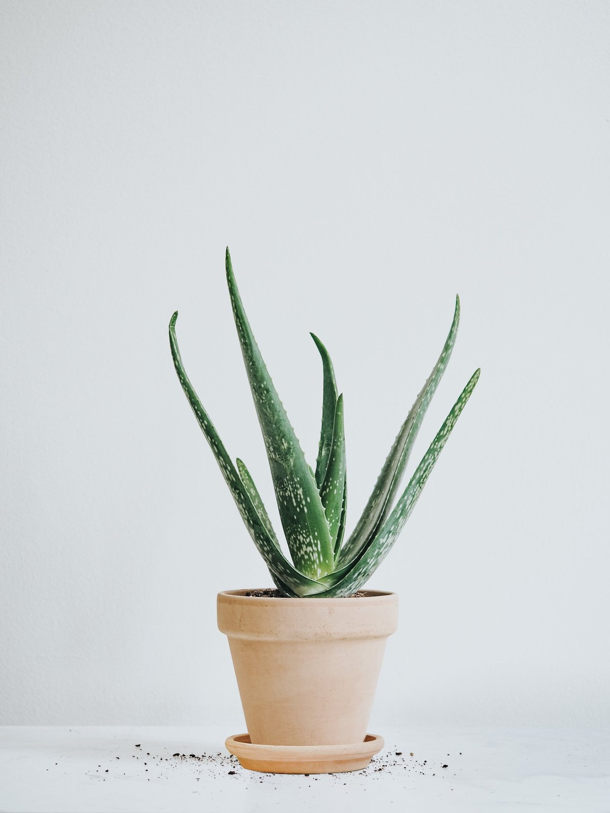 Aloe Vera - Plantredo